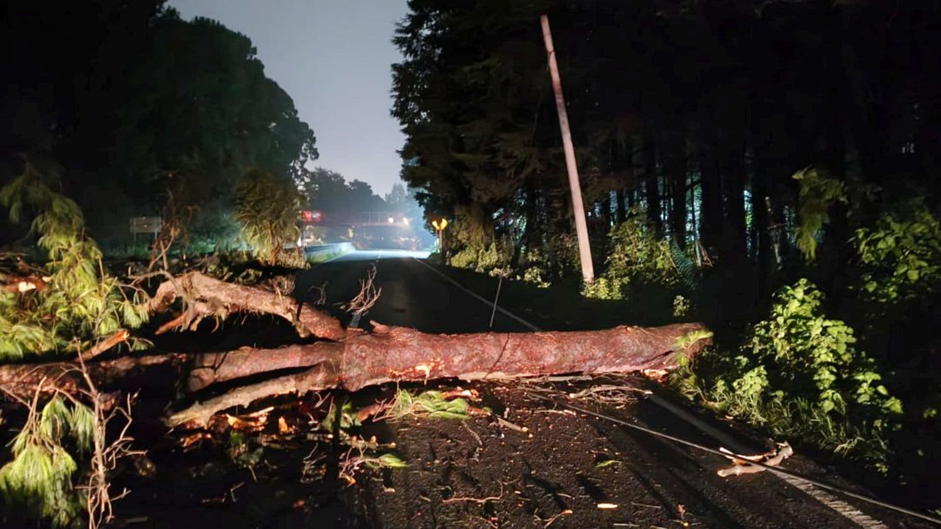 Cierre de circulación en la carretera México-Toluca por caída de árbol. Foto: @GN_Carreteras