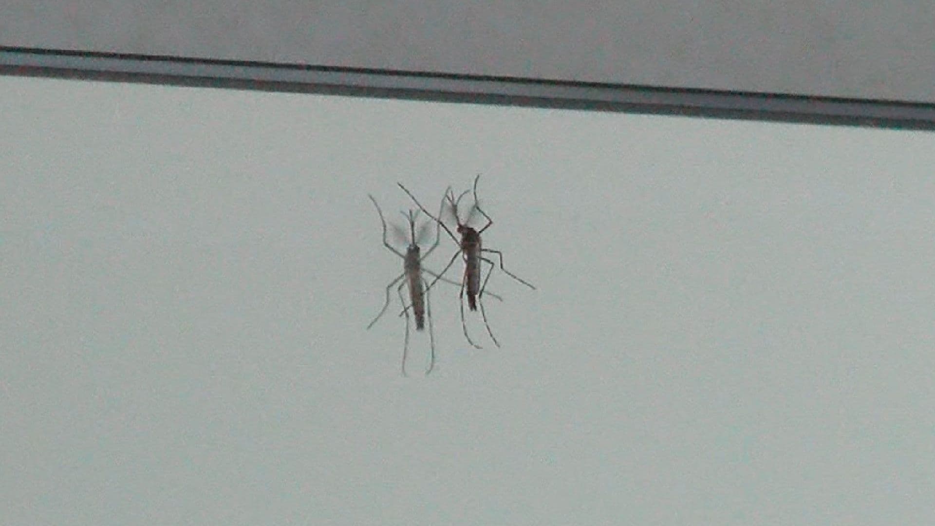 Mosquito