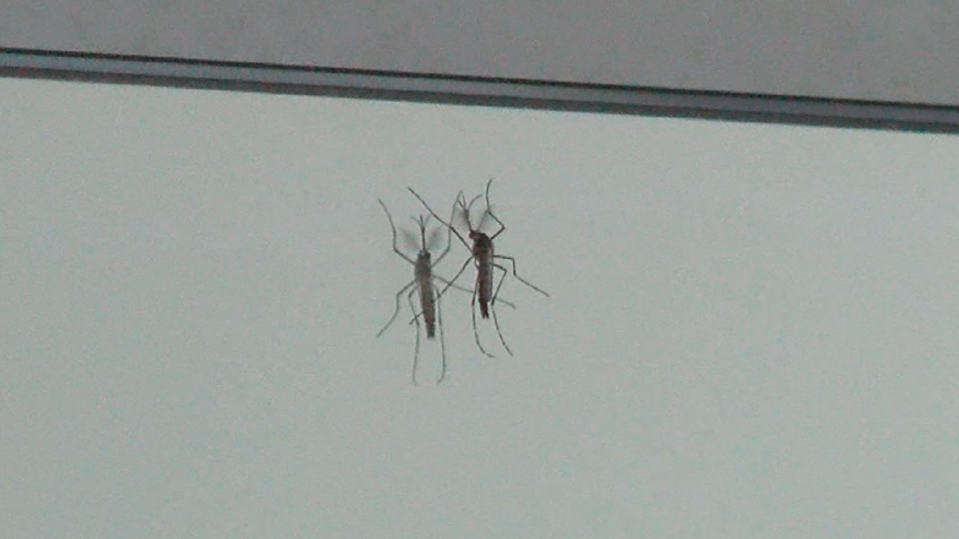 Mosquito