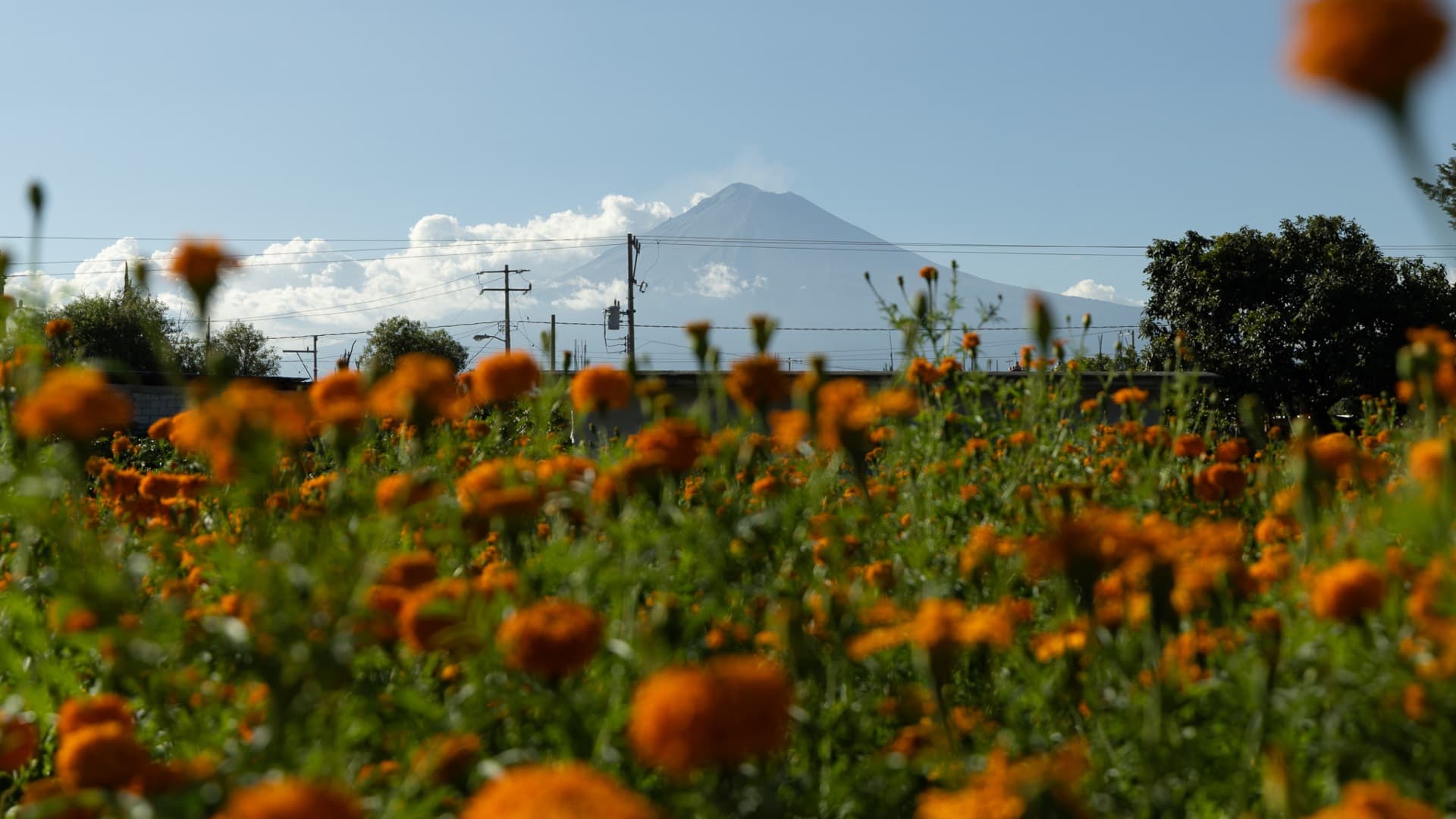 Campos de cultivo de flor de Cempasúchil