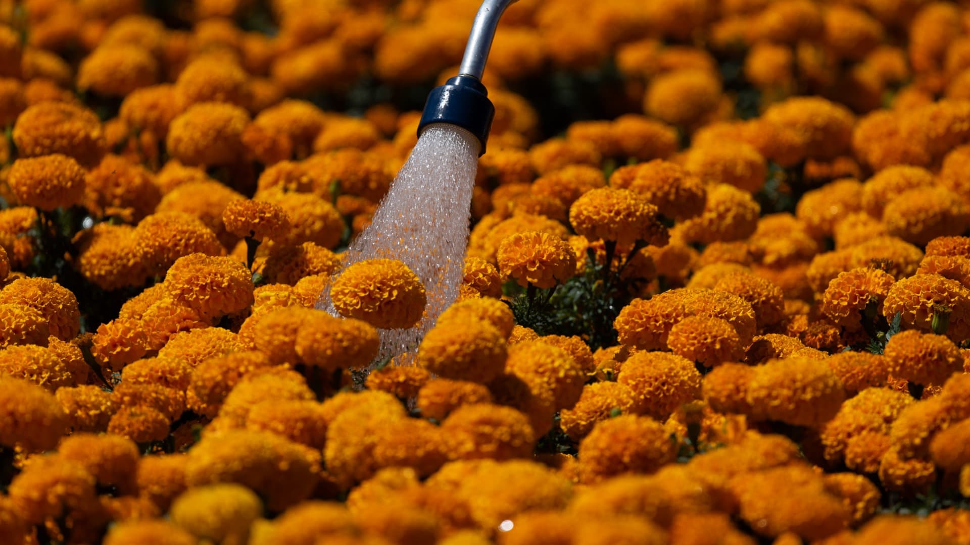 Cultivos de flor de Cempasúchil