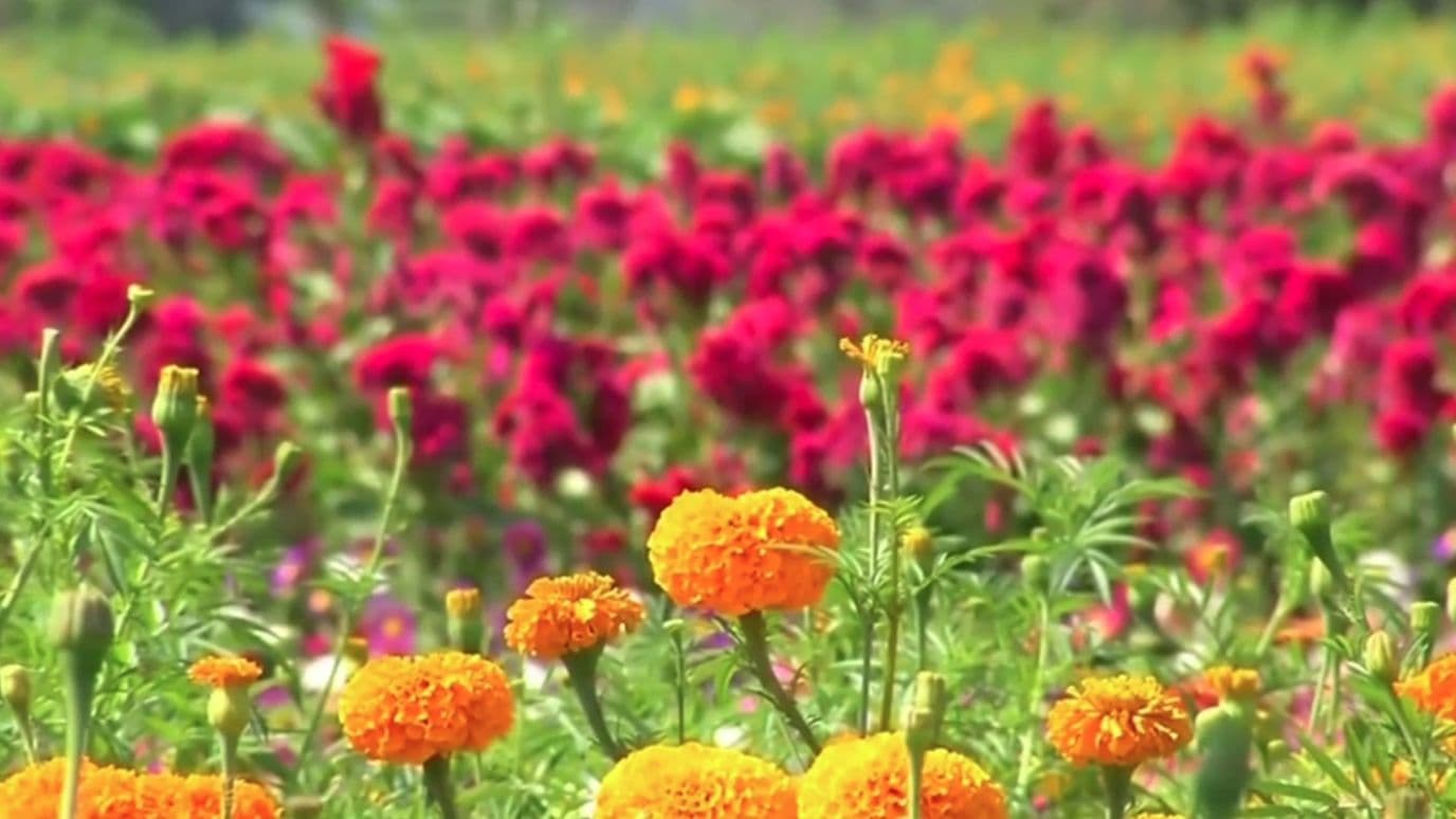Flores de cempasúchil.