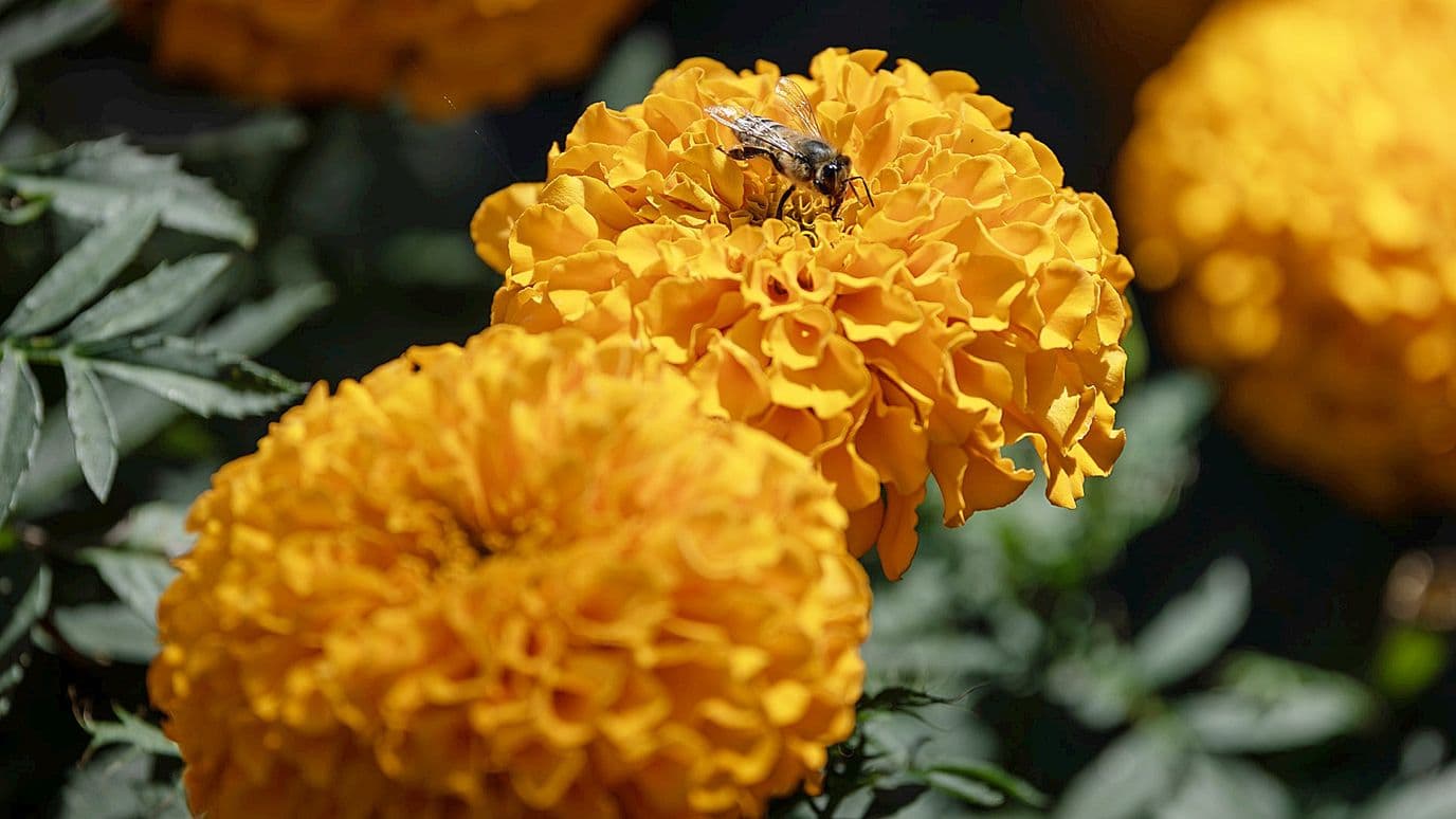 Flores de cempasúchil en campos mexicanos. Foto: N+