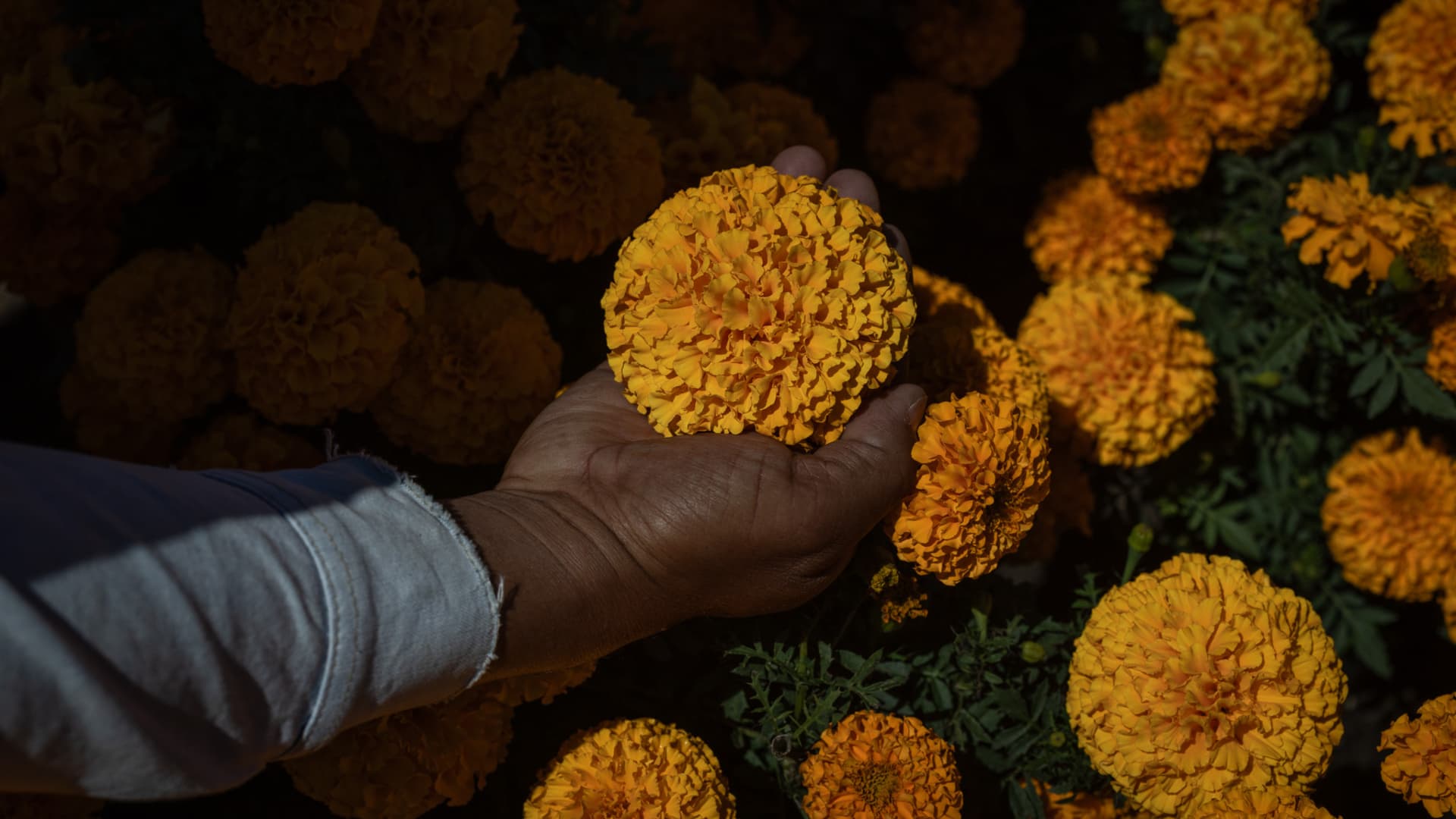 Productores muestran flores de cempasúchil cultivada en la CDMX