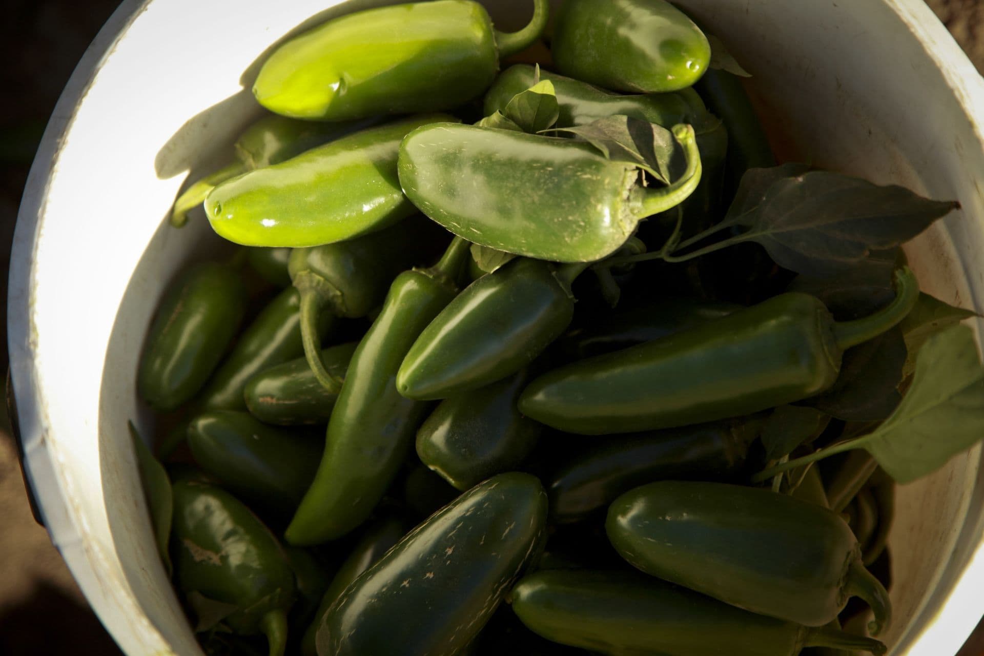 Chiles jalapeños