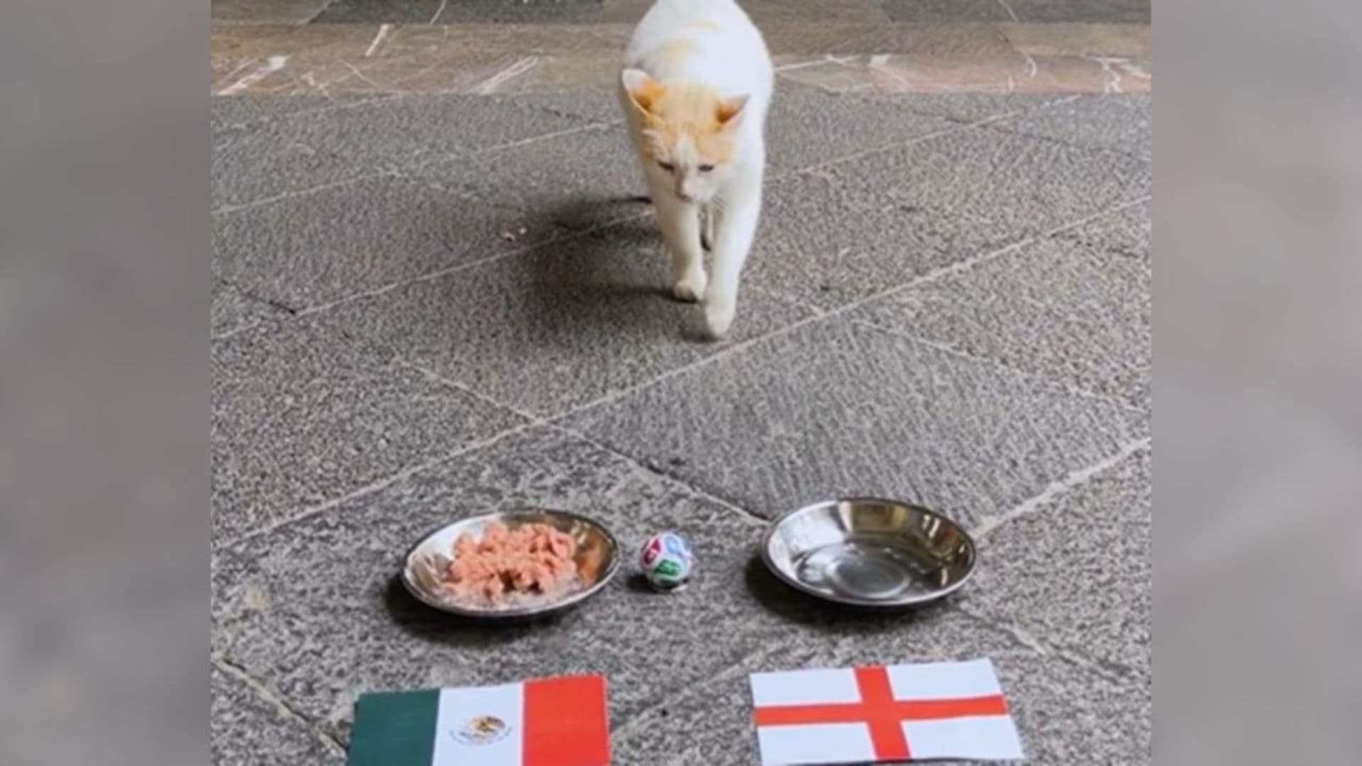 Coco, el Gato de Palacio Nacional, “Predice” al Ganador del México vs Inglaterra