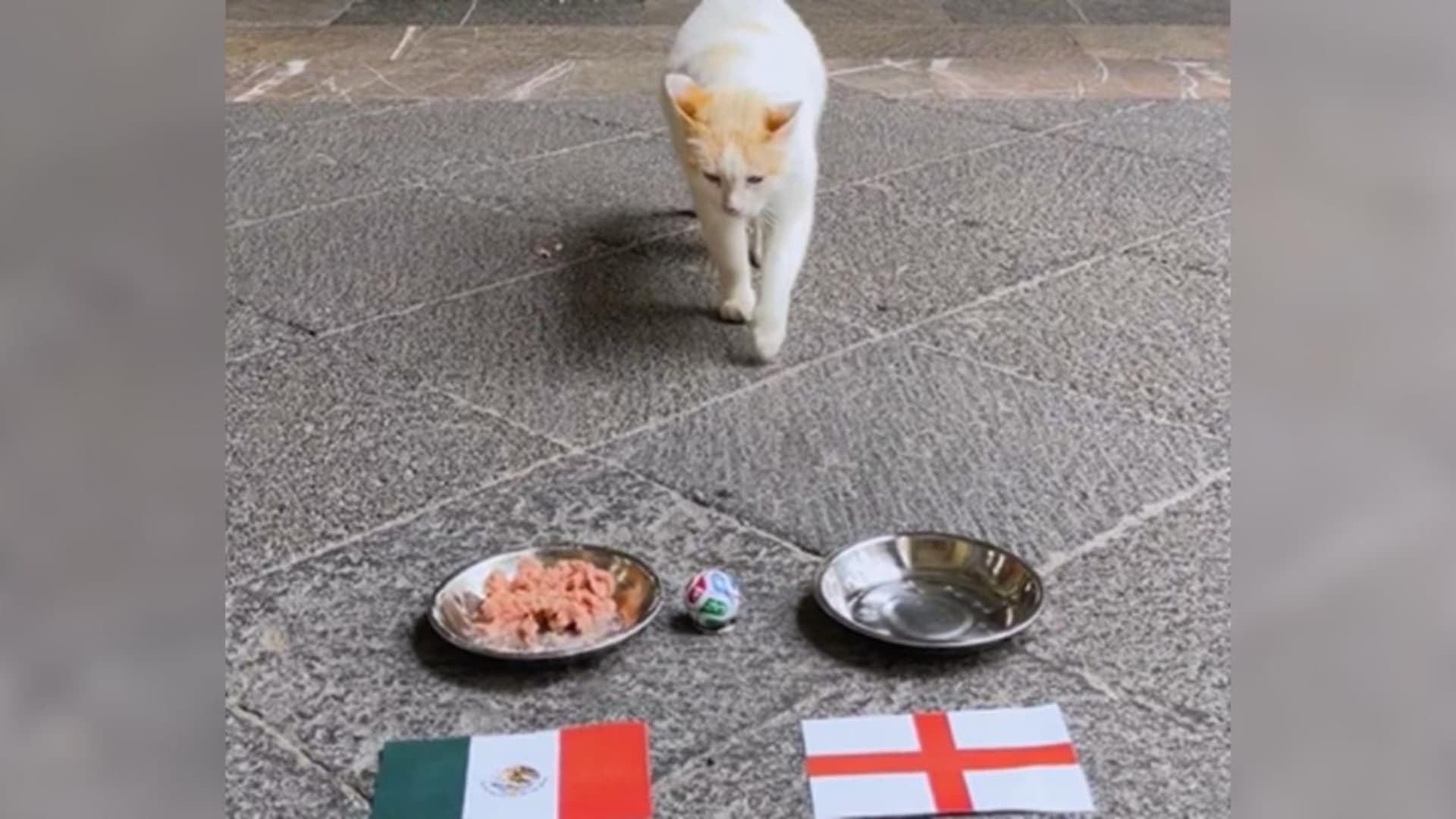Coco, el gato de Palacio Nacional