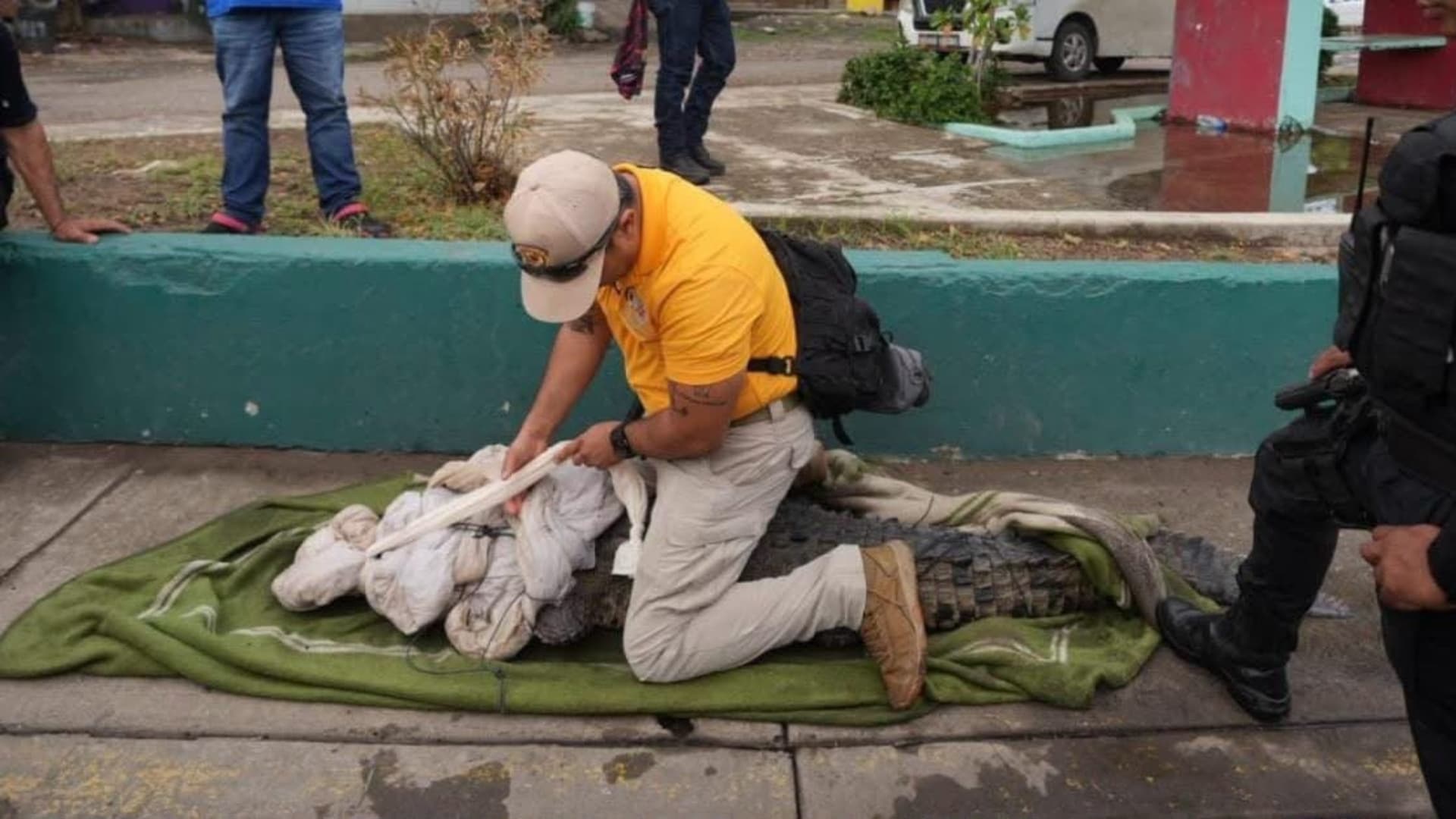 El rescate concluyó sin incidentes y permitió reubicar al cocodrilo de manera segura.