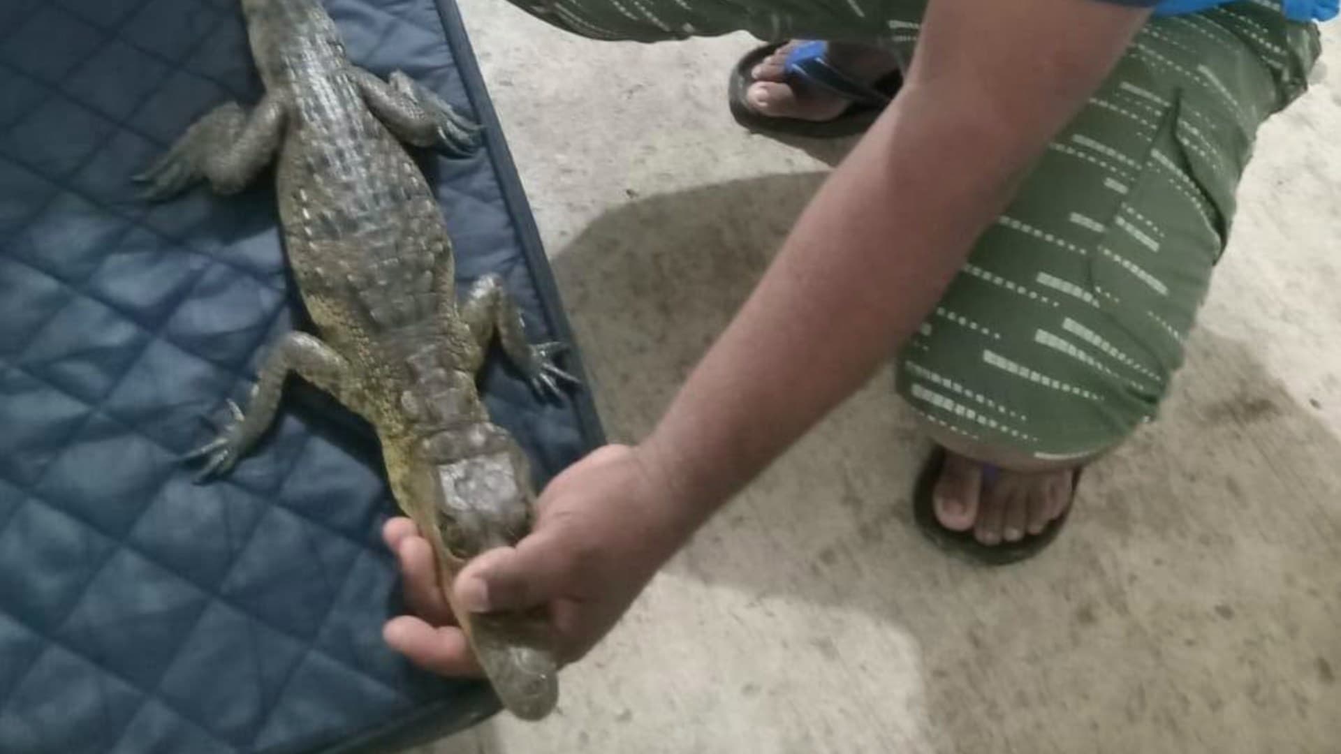 Hombre es Sorprendido por Cocodrilo que Ingresó a su Vivienda en Las Choapas, Veracruz