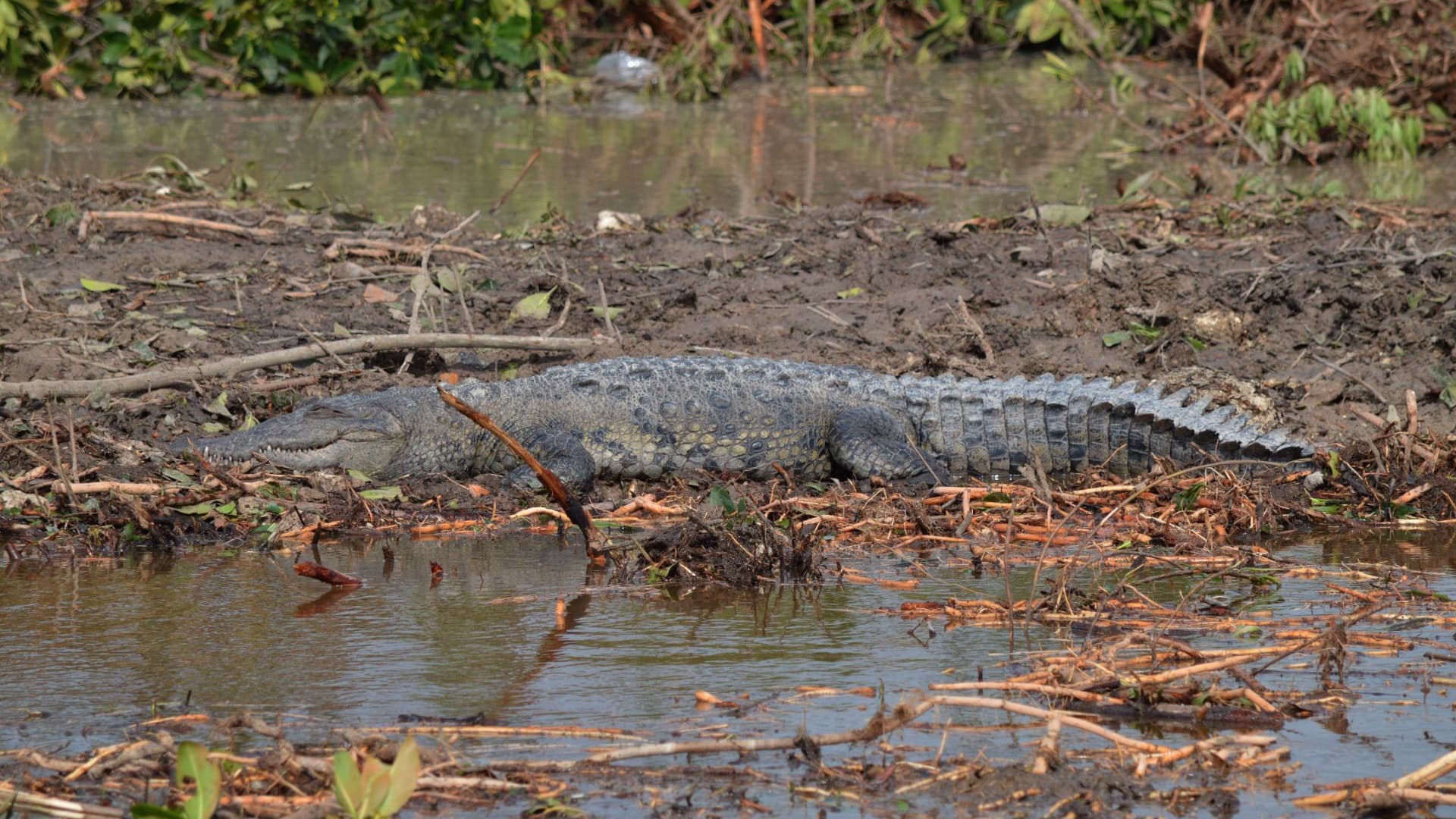 Un cocodrilo americano o de río en el Malecón de Tajamar, en Quintana Roo