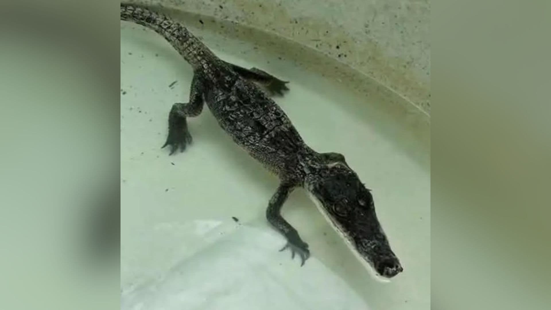 Cocodrilo Capturado Canal Agua San Pablo Tepetzingo Tehuacán Puebla Dos Más Buscados