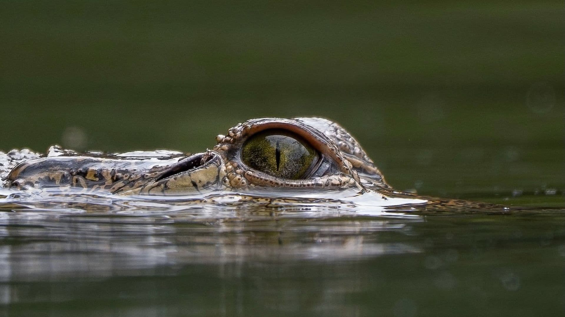 Cocodrilo de morelet sigue libre en la Laguna de San Baltazar.