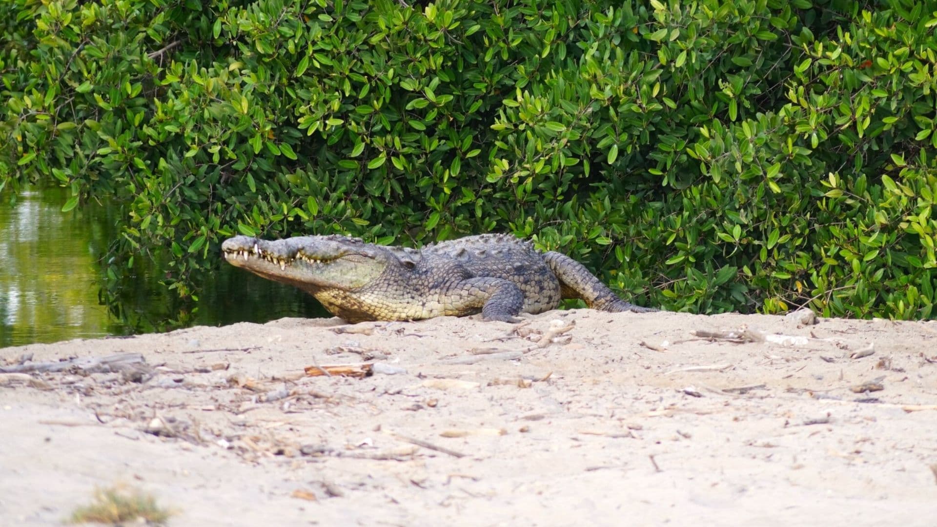 Avistamiento Búsqueda Cocodrilo Moreletii Especie Protegida Profepa Laguna San Baltazar Puebla