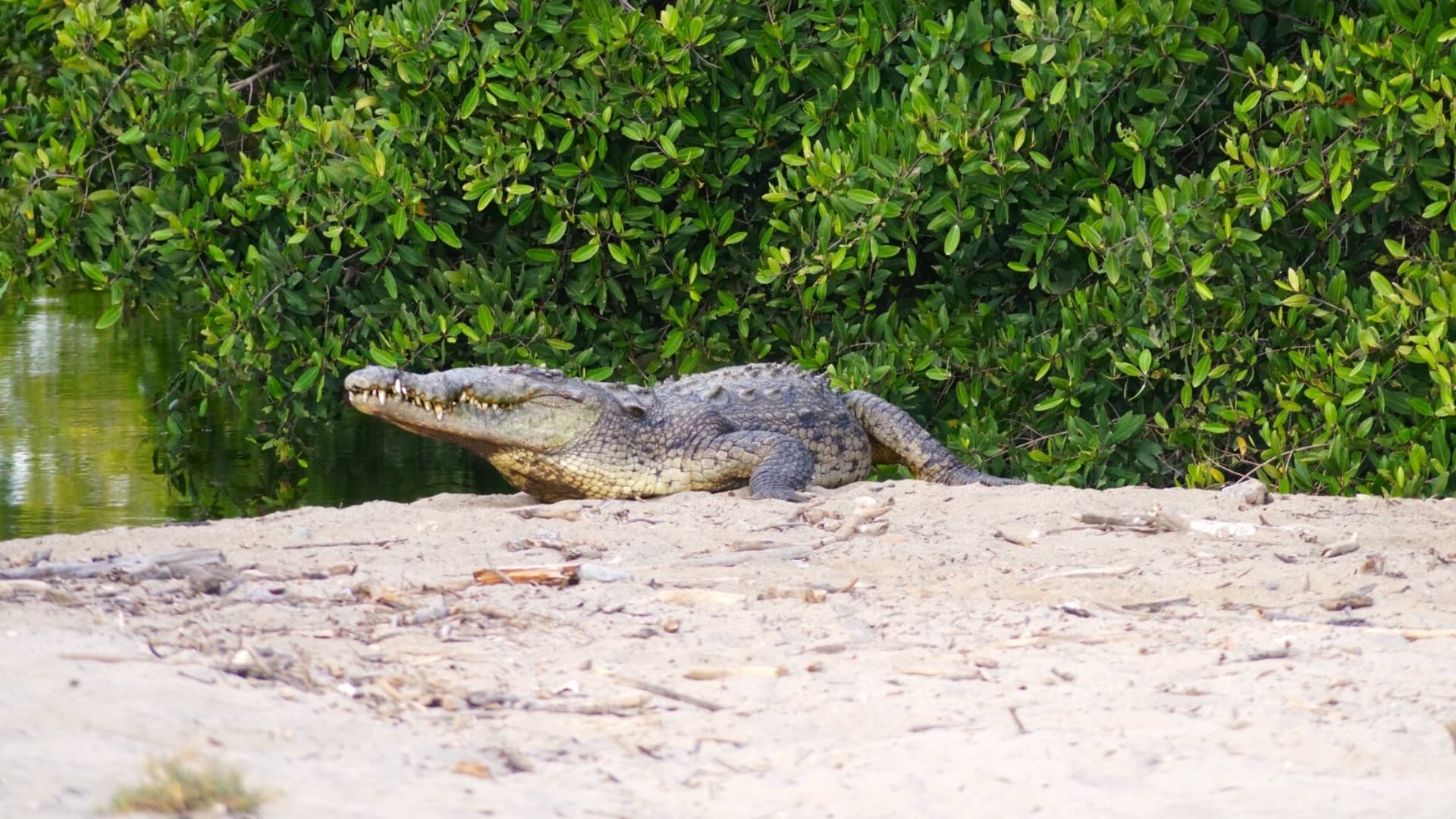 Avistamiento Búsqueda Cocodrilo Moreletii Especie Protegida Profepa Laguna San Baltazar Puebla