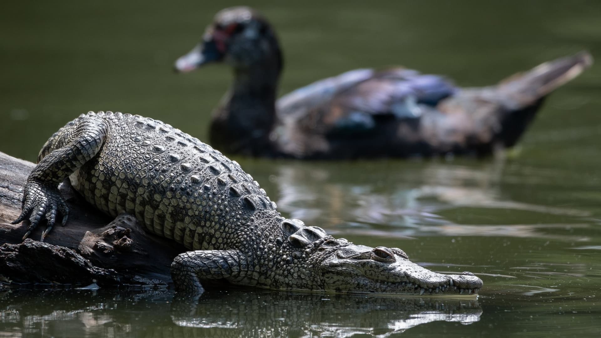 Este reptil comparte el espacio con otras 64 especies.