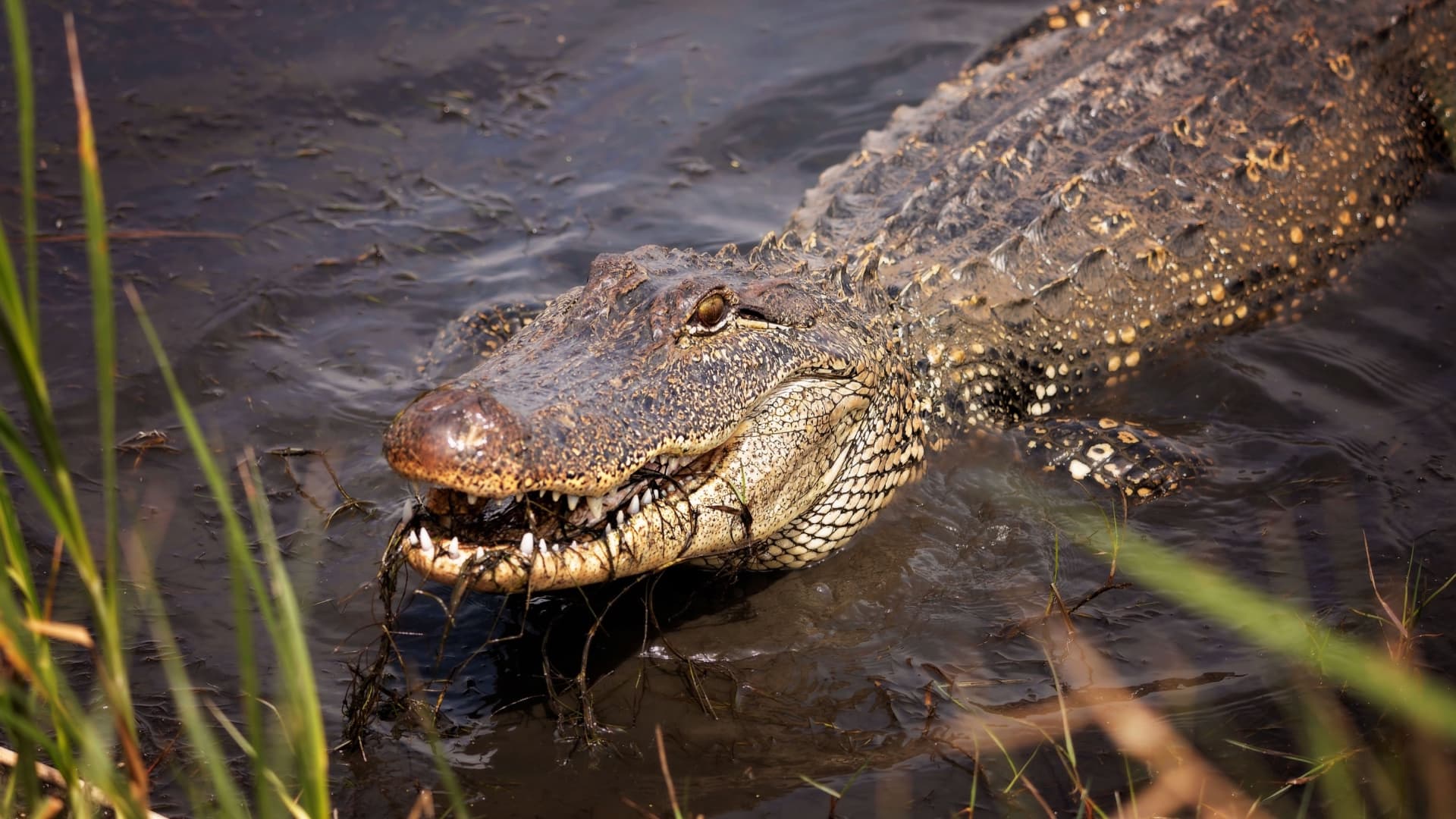 Supuesto avistamiento de cocodrilo en Laguna de Valsequillo en Puebla.