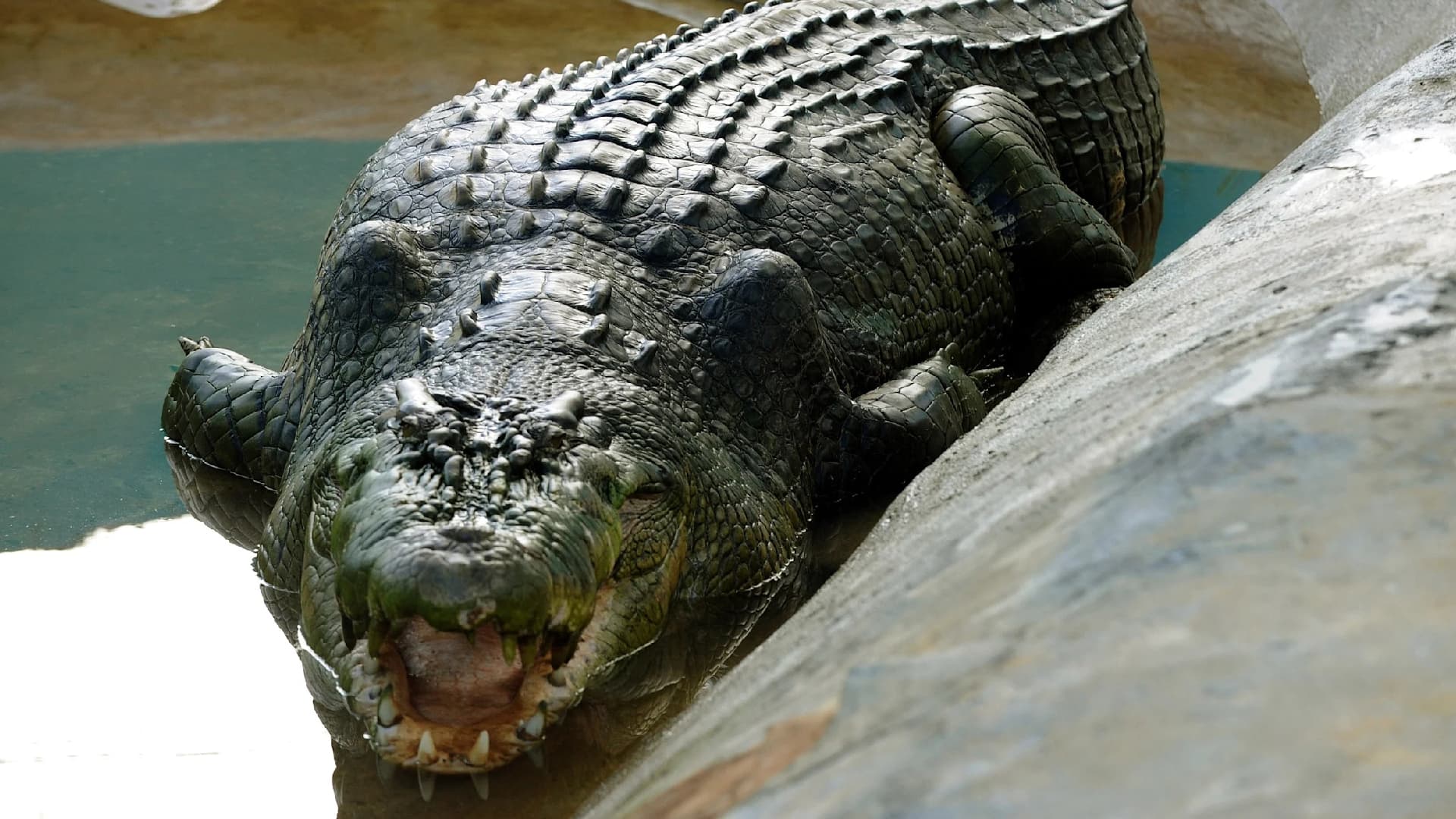 Niño de 3 Años Sigue Grave Tras Ser Arrojado al Foso de Cocodrilos. Foto: AFP