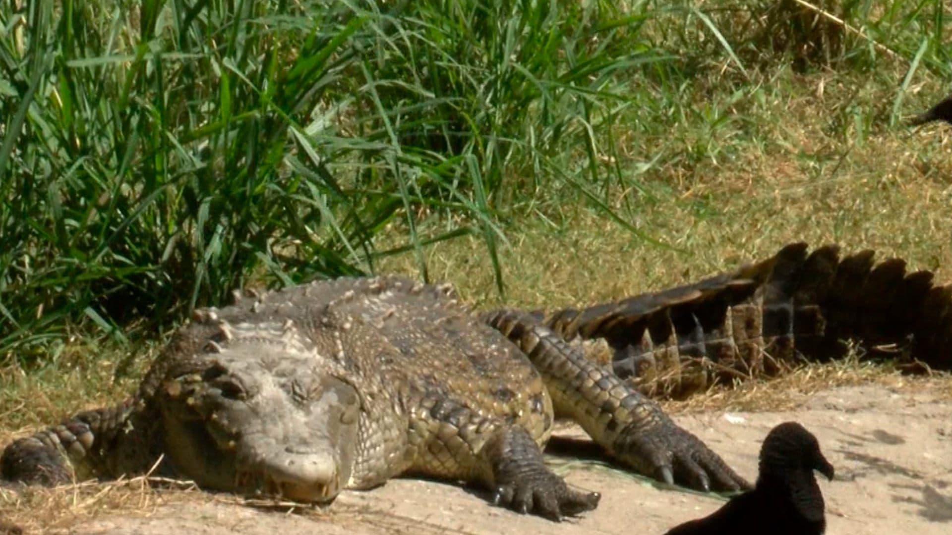 Cocodrilo en Vallarta
