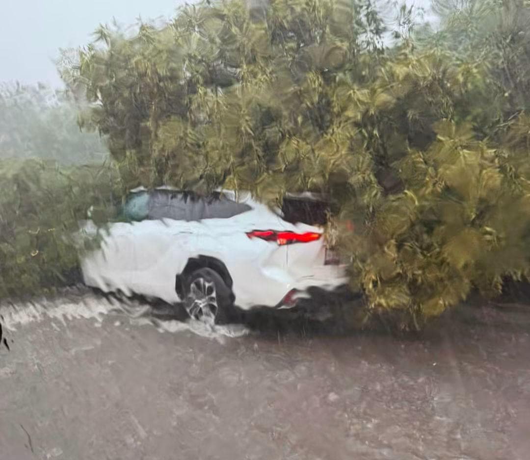 Un árbol colapsó cuando iba pasando una camioneta particular.