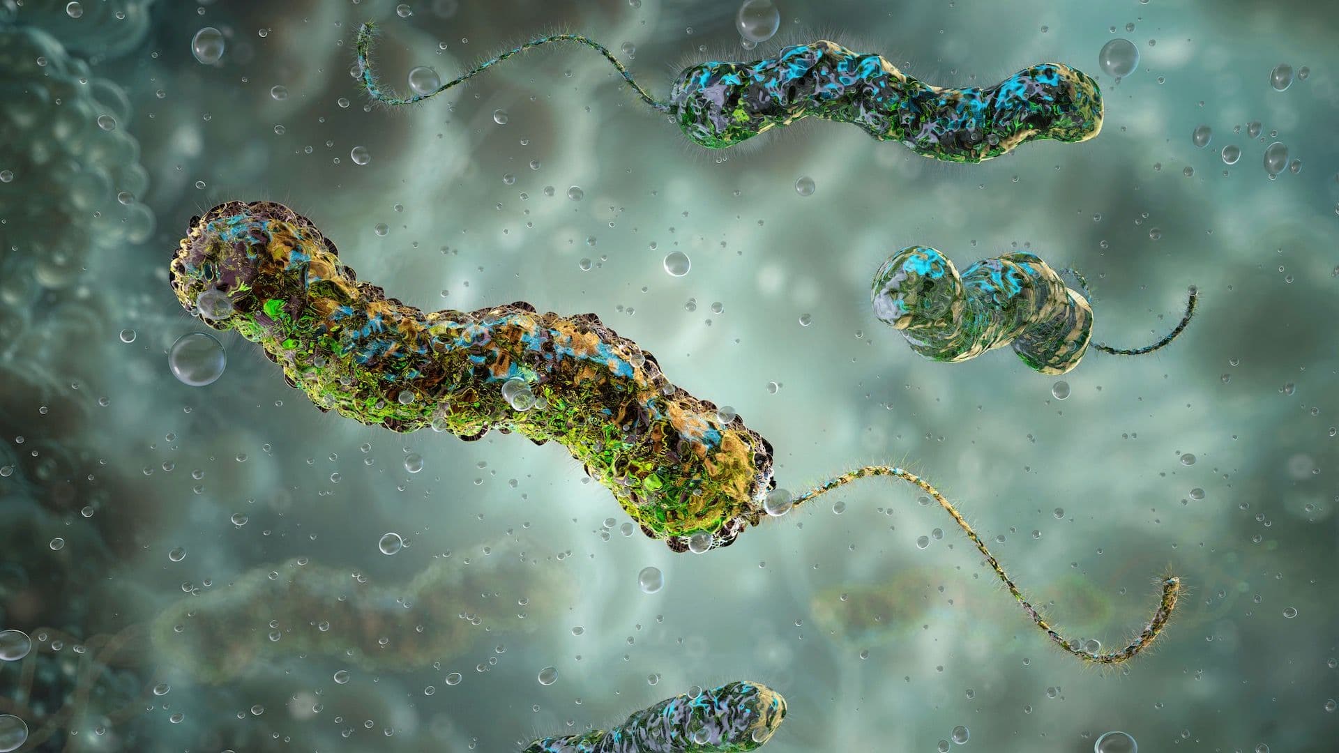 Bacteria del cólera