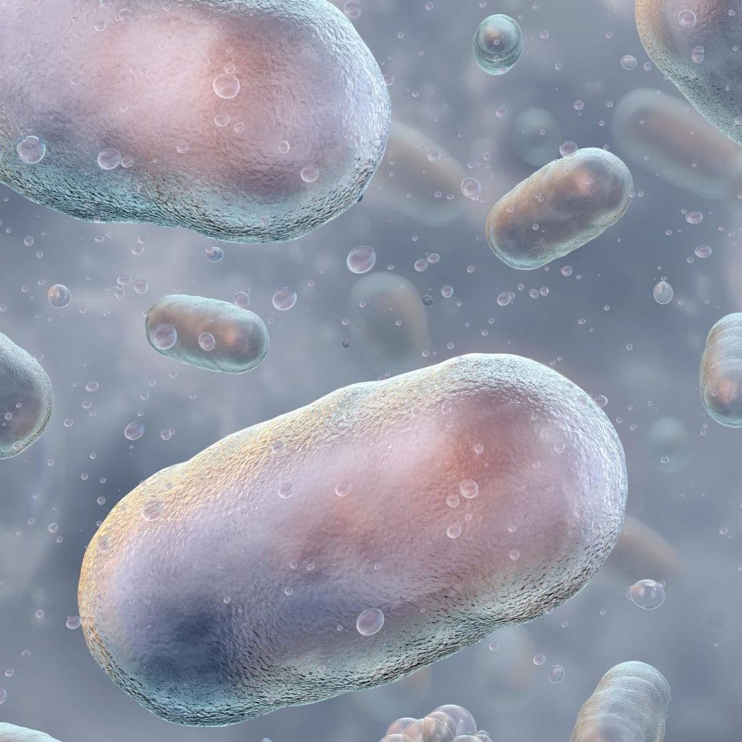 Bacterias del cólera