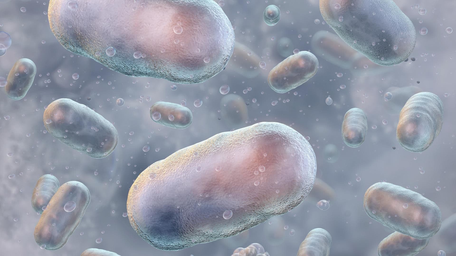 Bacterias del cólera