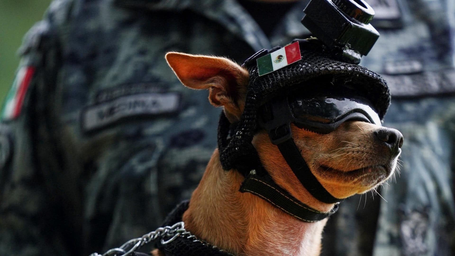 Comando, un chihuahua adoptado por la Guardia Nacional que se ha convertido en una de las caras públicas más reconocibles de la corporación. Foto: Reuters