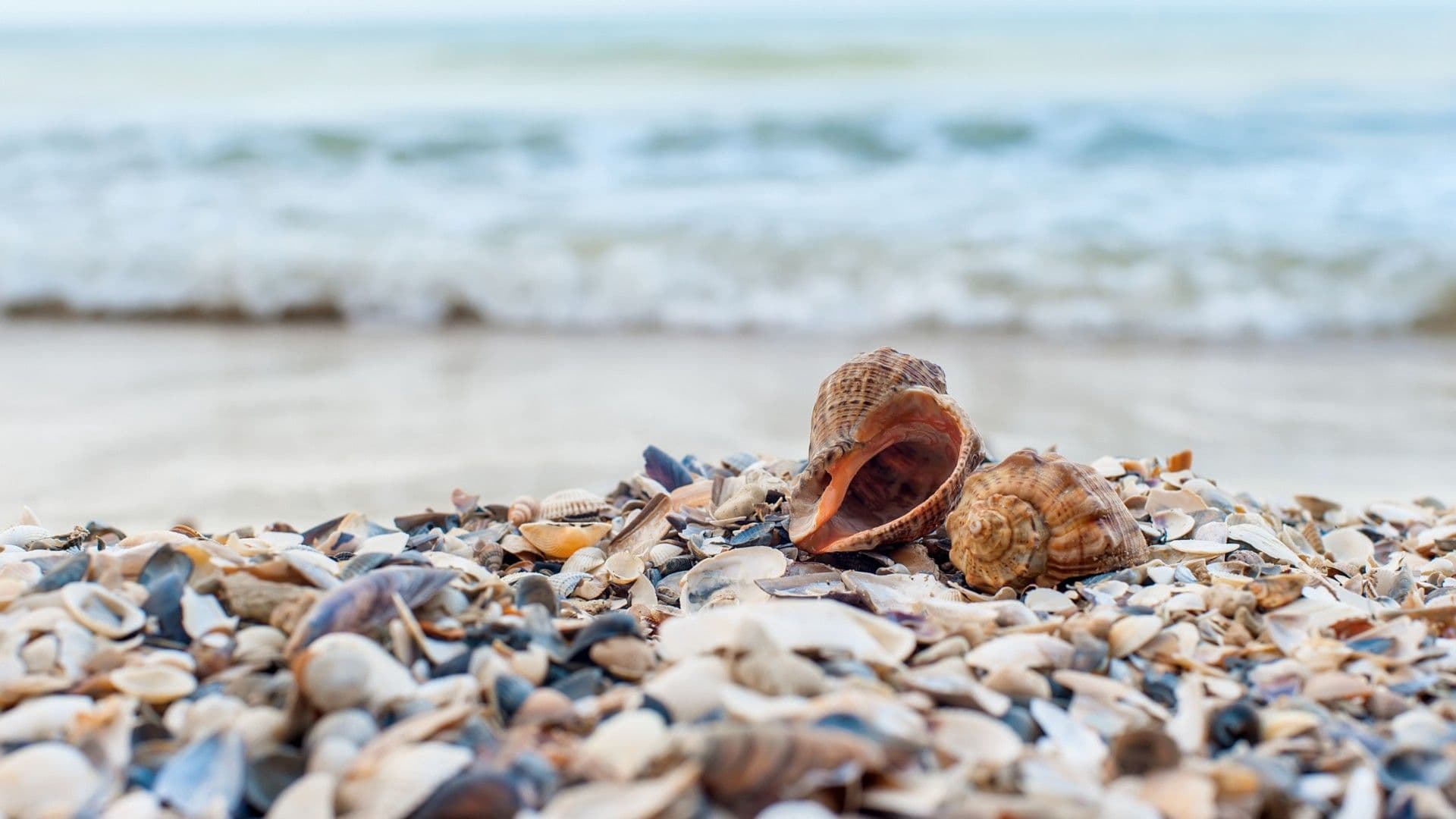 Conchas de Mar en Playas. Conoce por qué no debes recolectarlas como souvenir