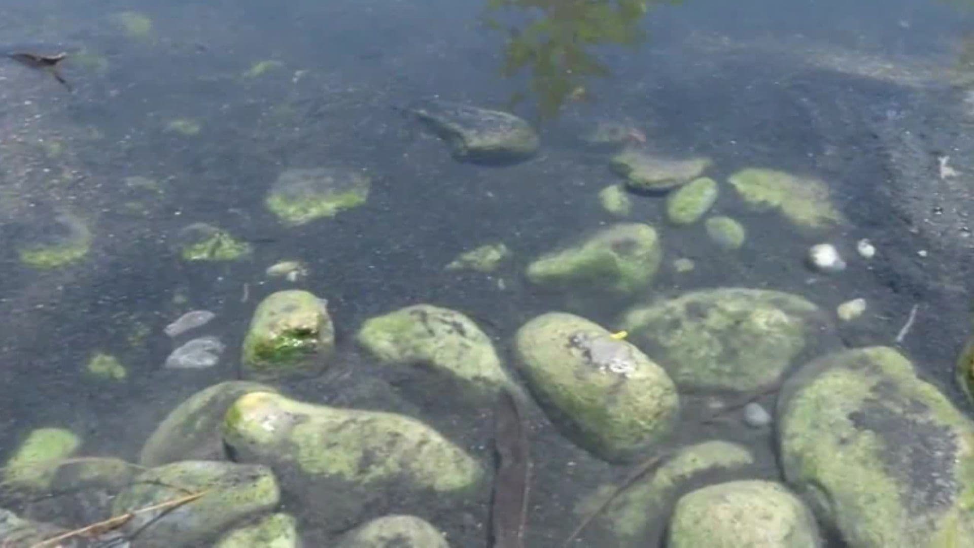 Contaminación en Río Camacho