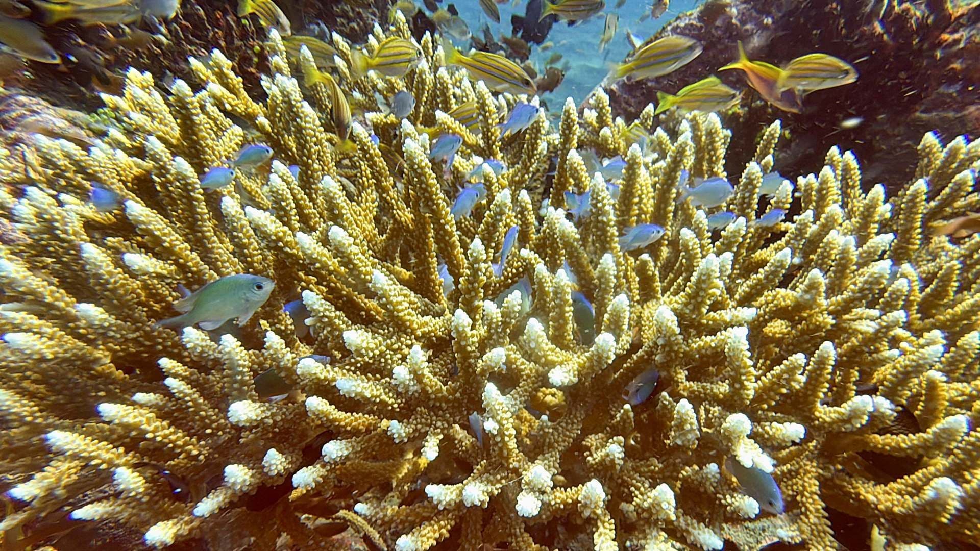 Peces nadan cerca de arrecifes de coral en Bali en 2024. Foto: Reuters | Archivo
