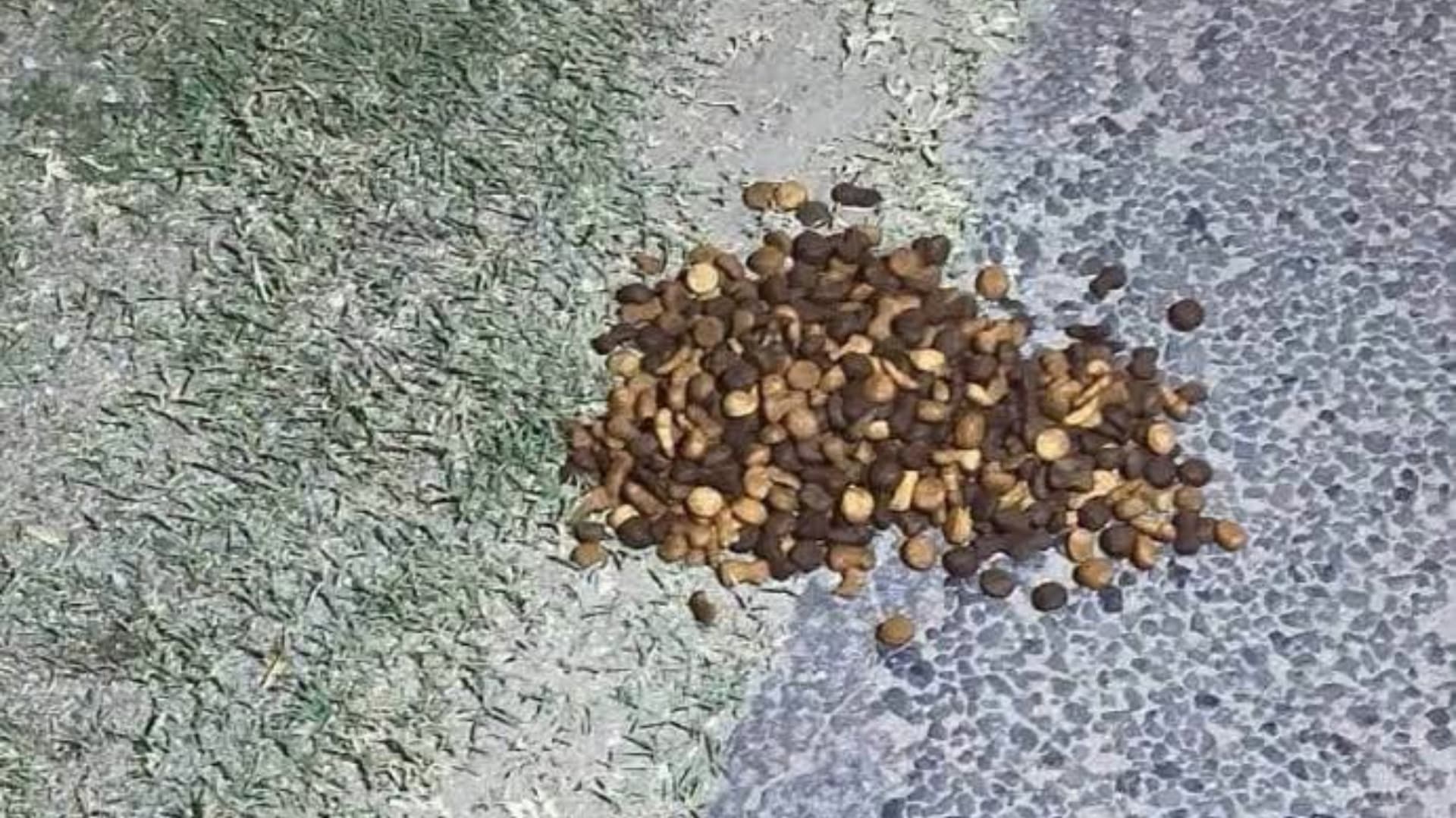 Sujeto abandona croquetas envenenadas en calles de Huamantla.