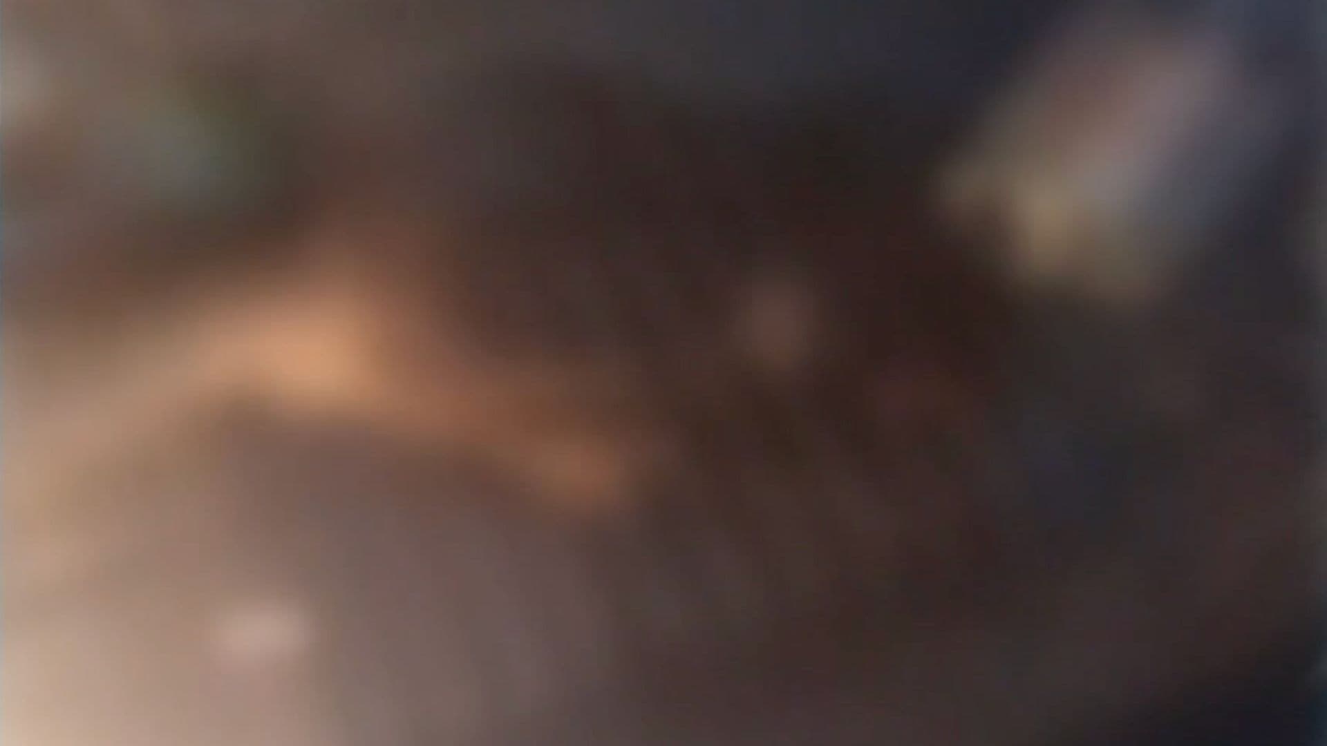 Investigan Caso de Crueldad Animal Contra Mapache en Matamoros