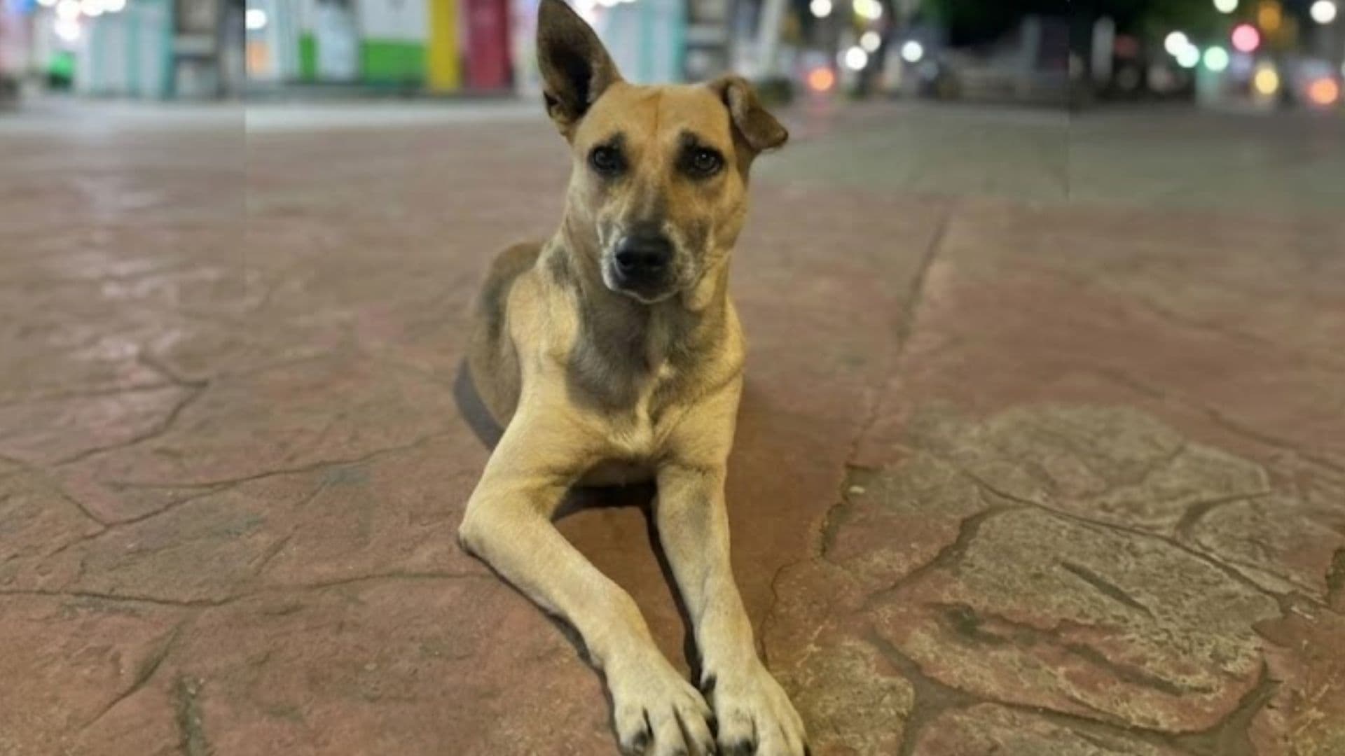 El perro Cuetes, patrimonio de Yajalón, Chiapas, murió atropellado