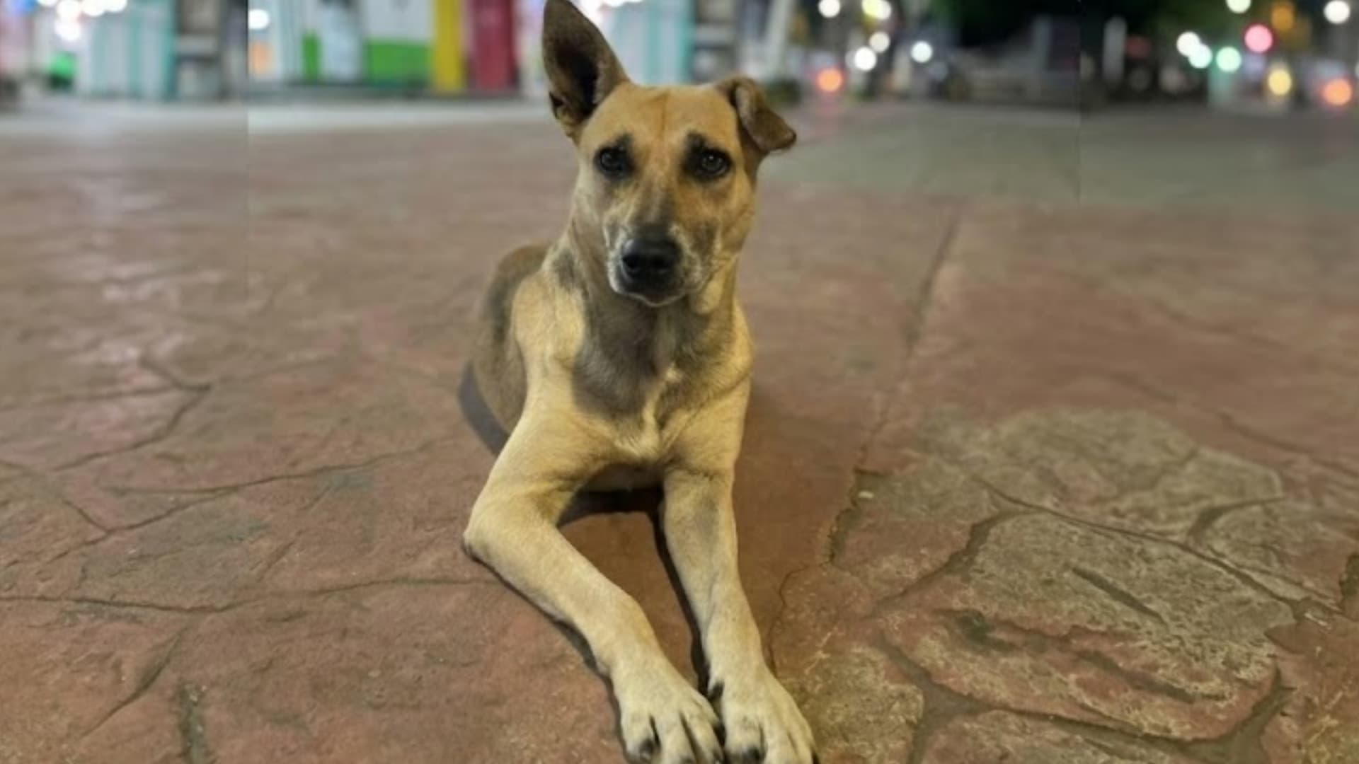 Detienen a Conductor que Atropelló y Mató a Perro “Cuetes” en Yajalón, Chiapas