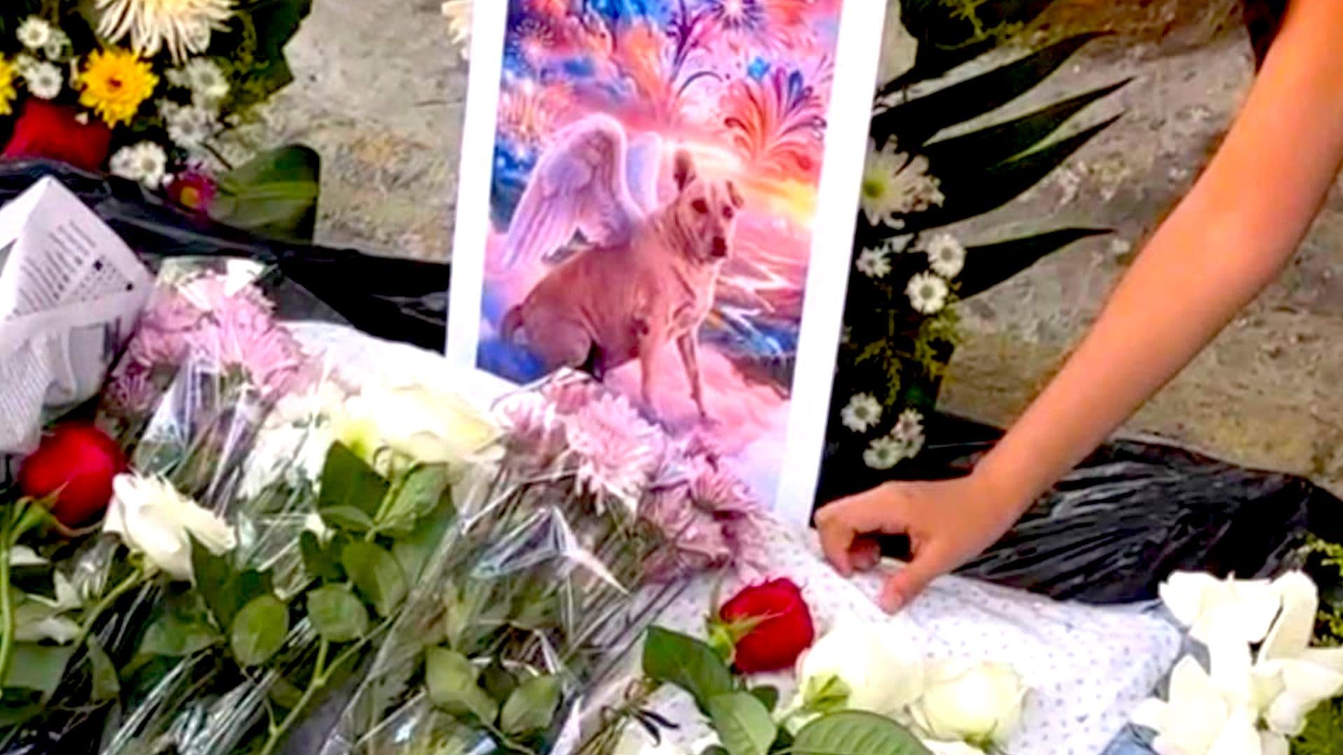 El perro Cuetes era querido por todo Yajalón, Chiapas