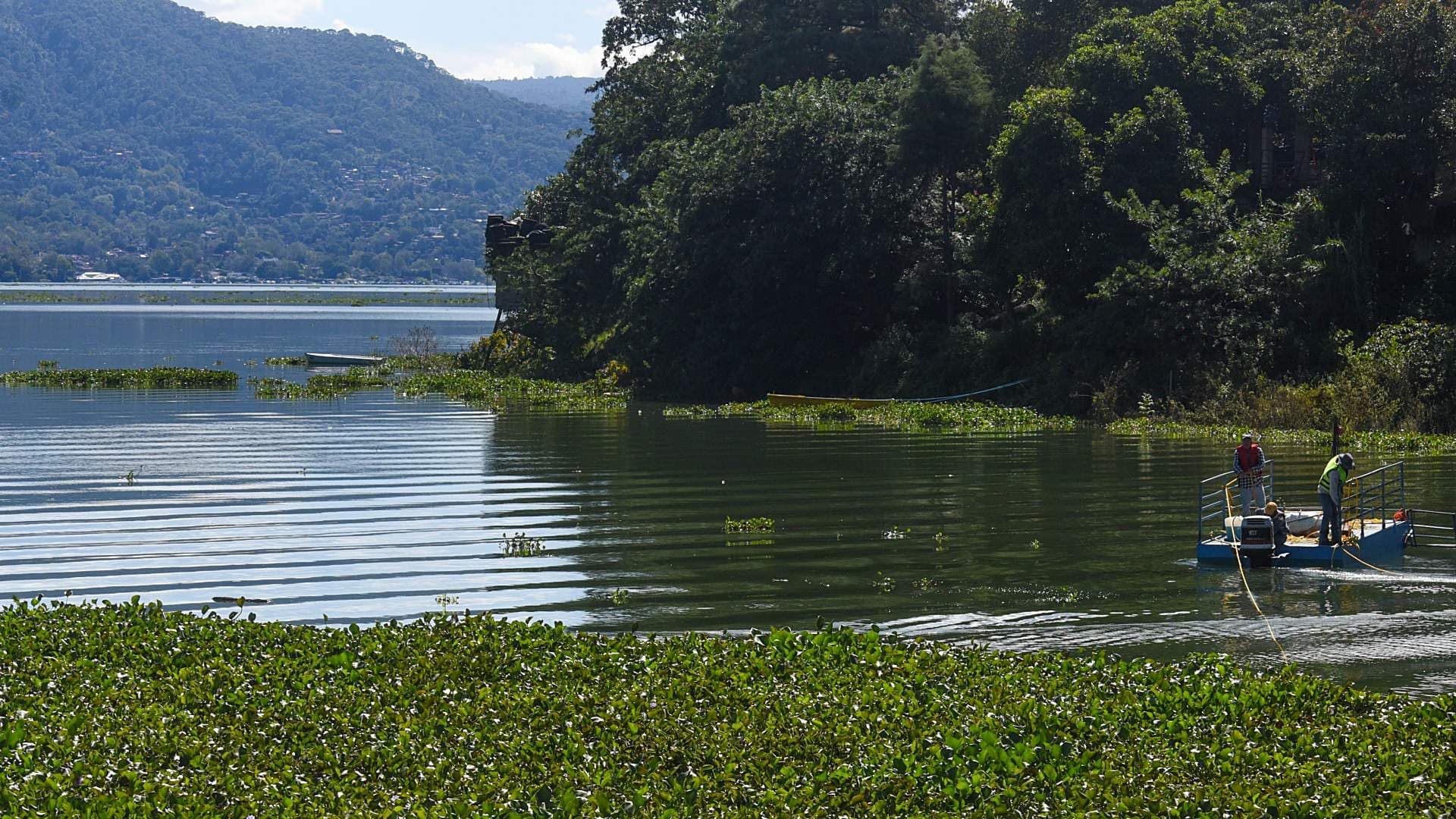 Lirio en la presa Miguel Alemán del Sistema Cutzamala en octubre de 2025. Foto: Cuartoscuro | Archivo