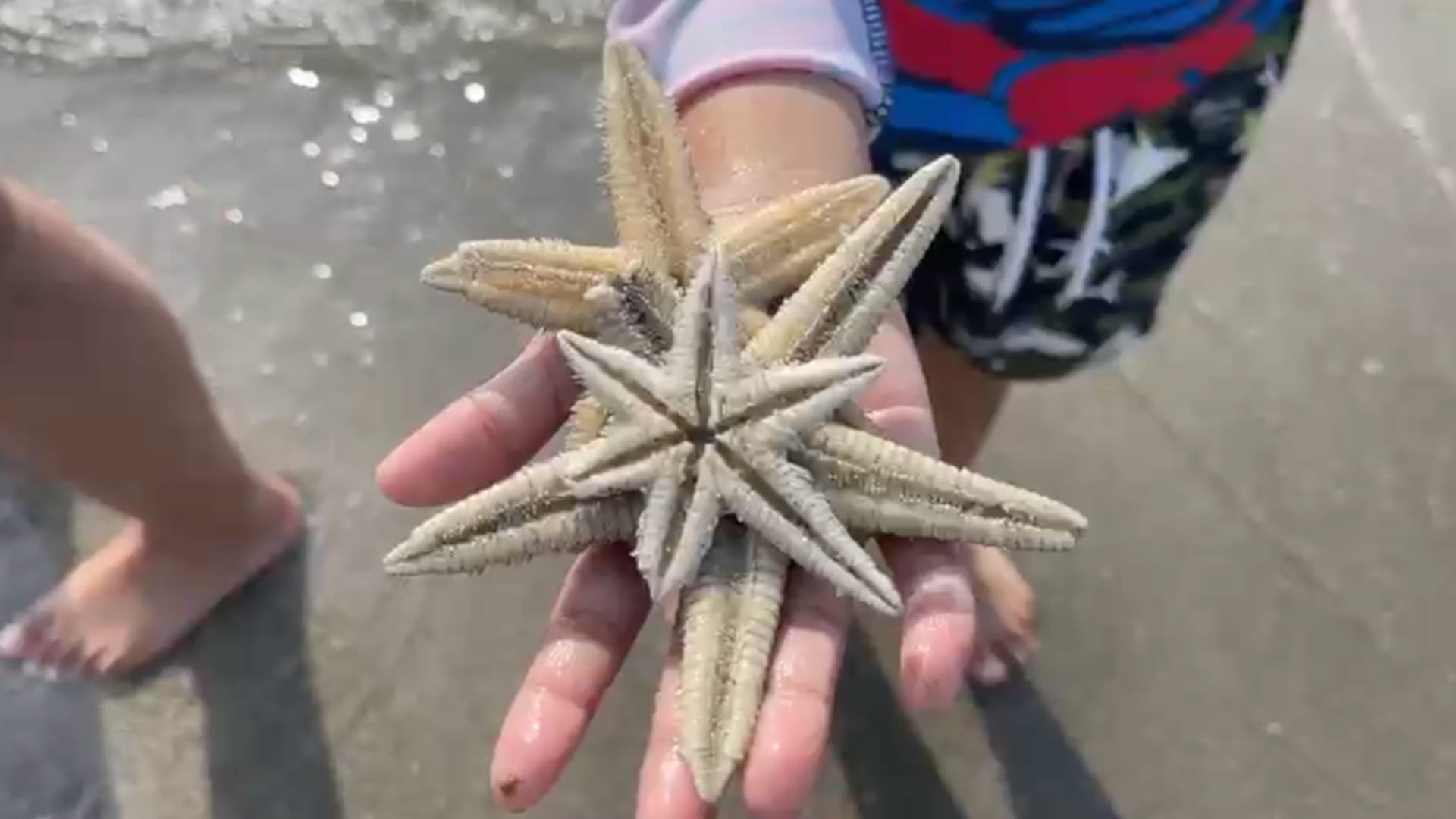Estrellas de mar sorprenden a turistas y bañistas en las costas de Boca del Río