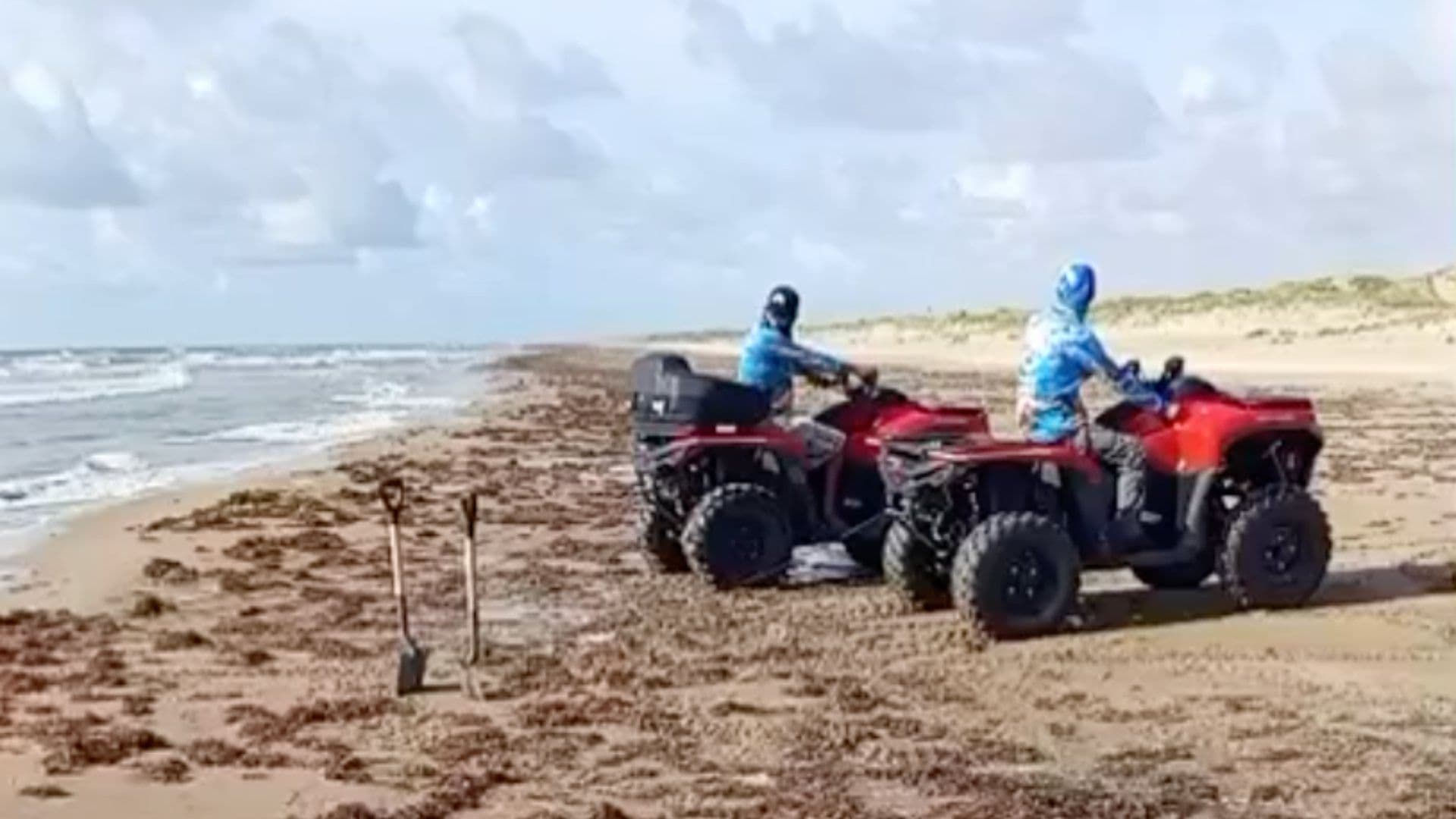 Localizan a Delfín Muerto en Costa de Playa Bagdad en Tamaulipas