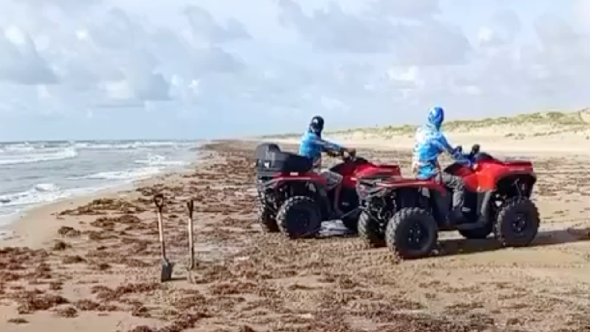 Delfín muerto en Playa Bagdad