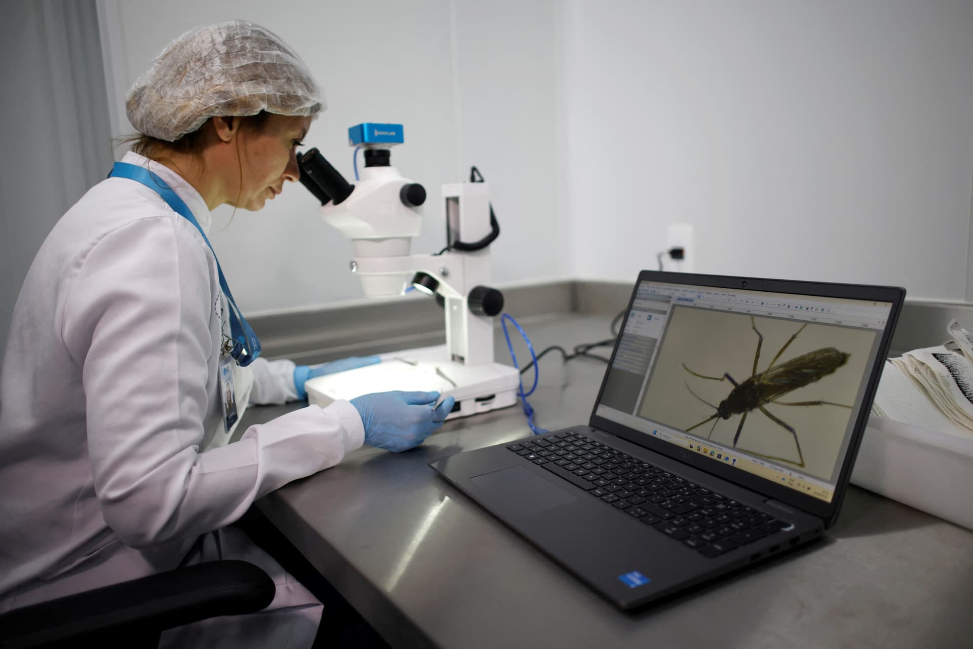 Un trabajador analiza al microscopio un mosquito