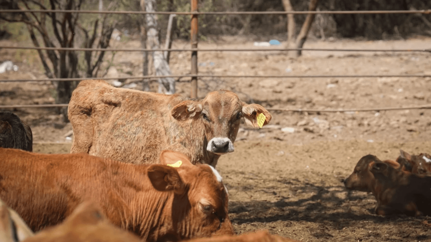 Descartan Fiebre Aftosa en Agua Prieta, Sonora