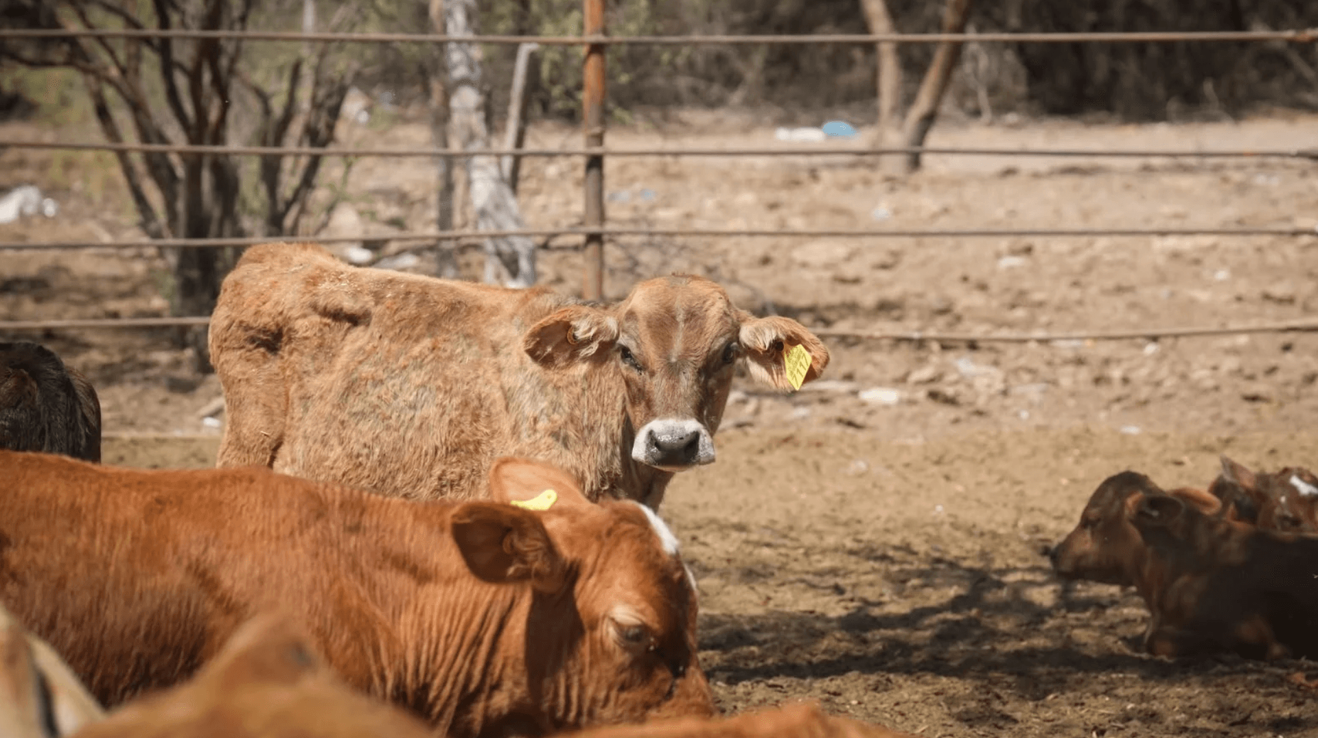 Reanudarán Exportación de Ganado en Sonora el Martes; Descartan Fiebre Aftosa