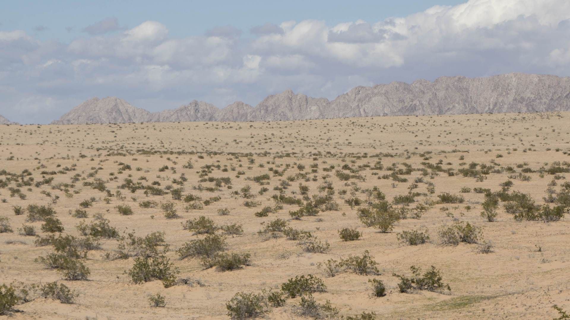 Gran Desierto de Altar, a 20 minutos de Puerto Peñasco, Sonora. Foto: Cuartoscuro | Archivo