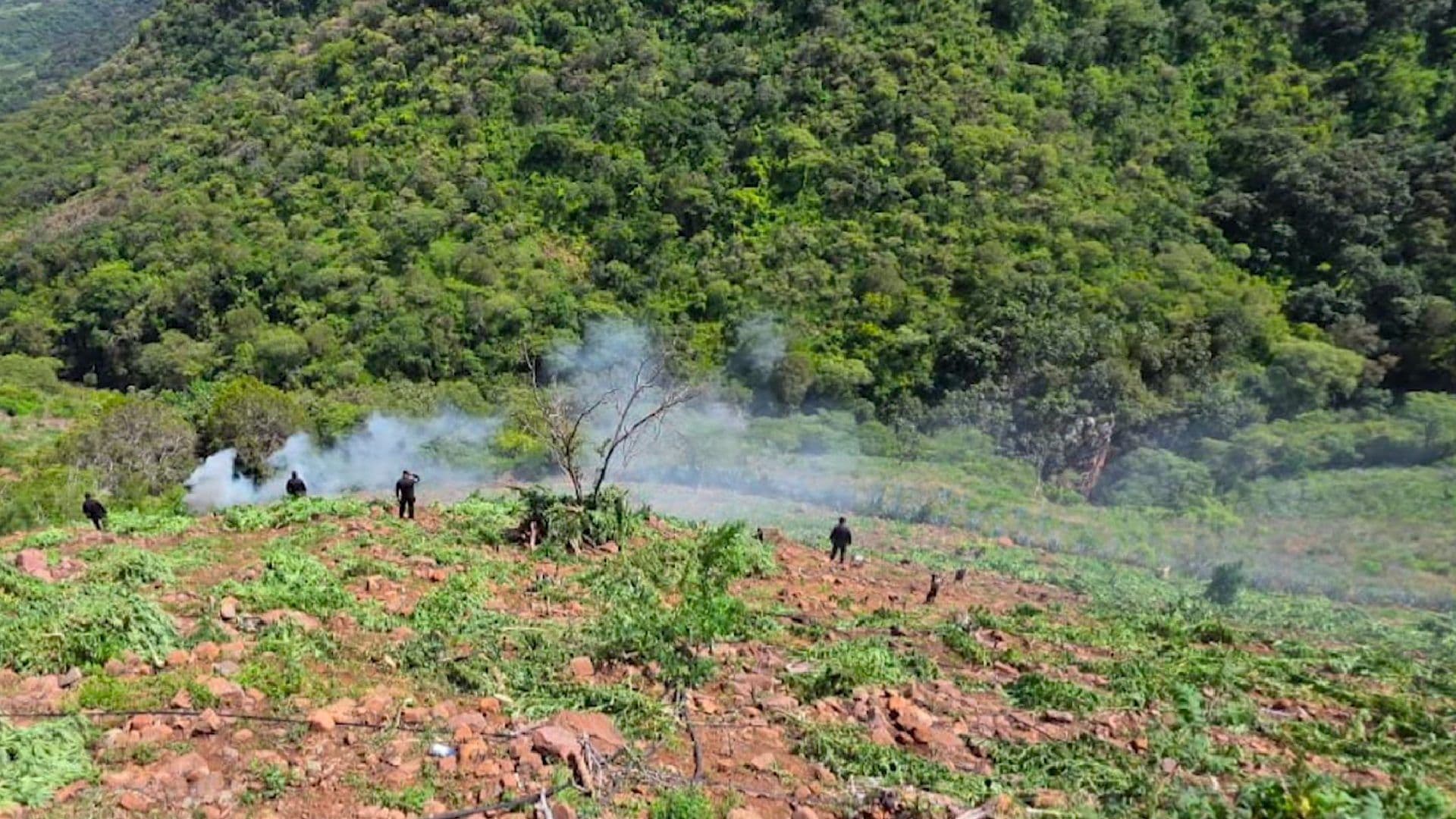 Destruyen 360 Mil Plantas de Marihuana en Tequila que Equivalen a 400 MDP