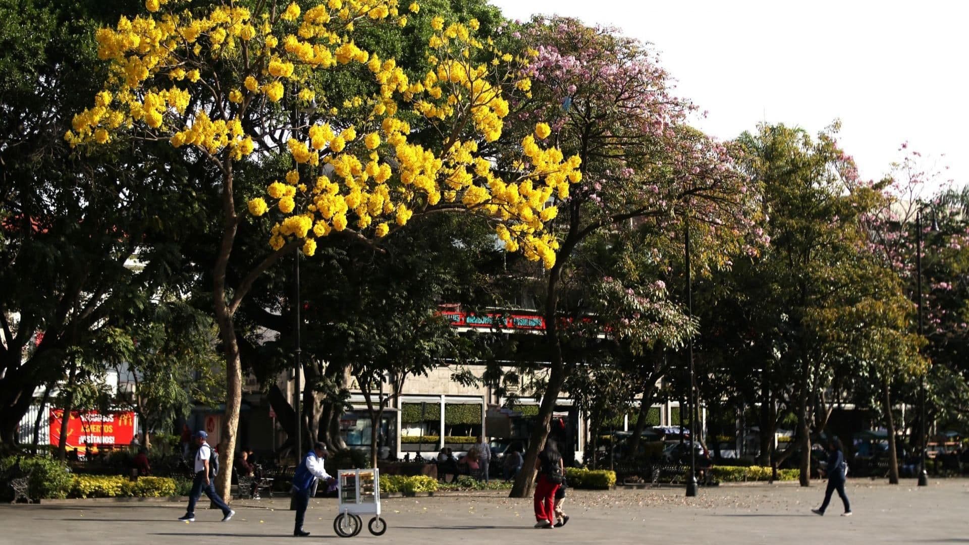 Plaza de armas de Cuernavaca, Morelos