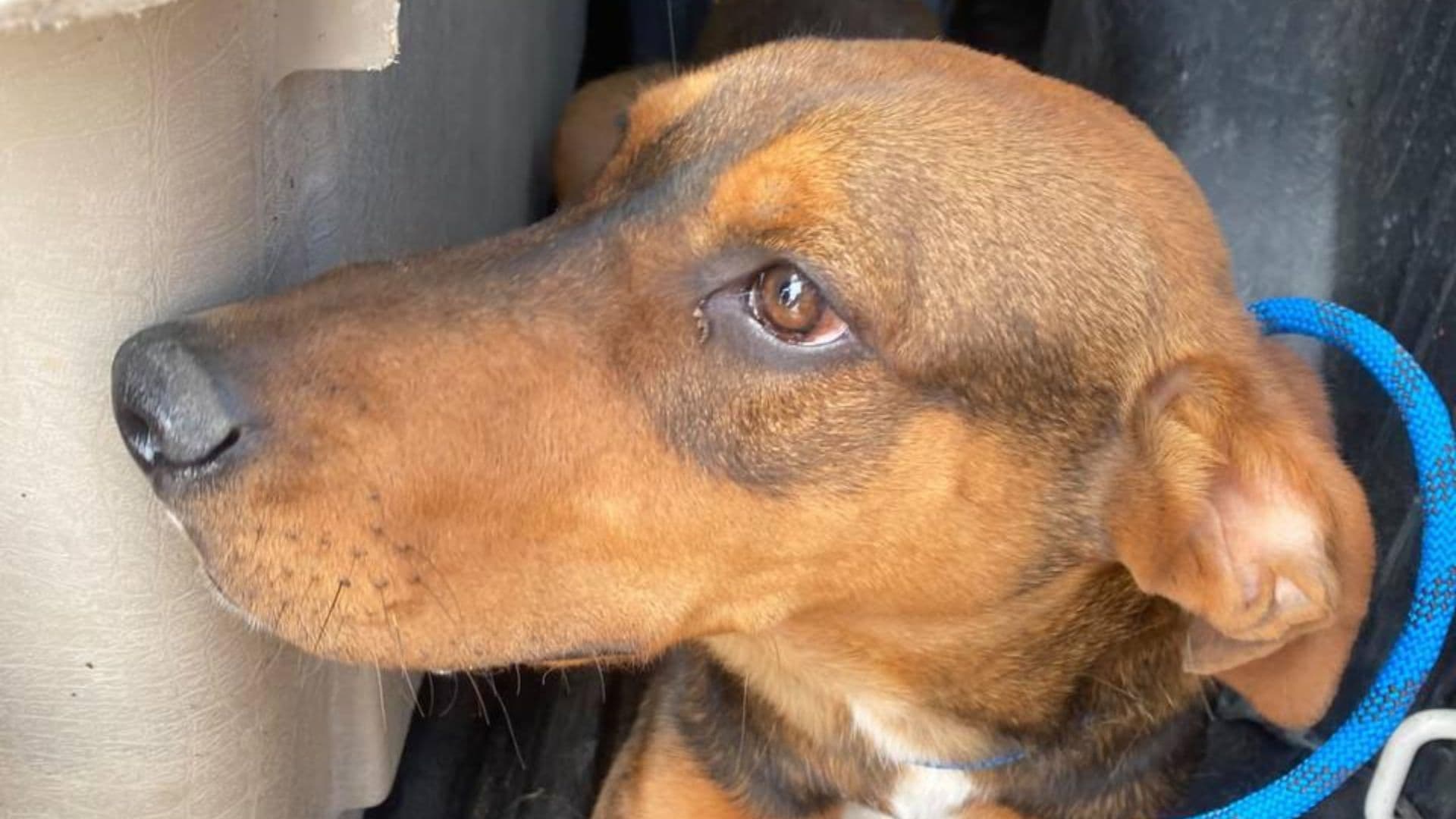 Dos Perros Asegurados Golpeados Dueño Colonia Obrera Alberto de la Fuente Puebla Maltrato Animal