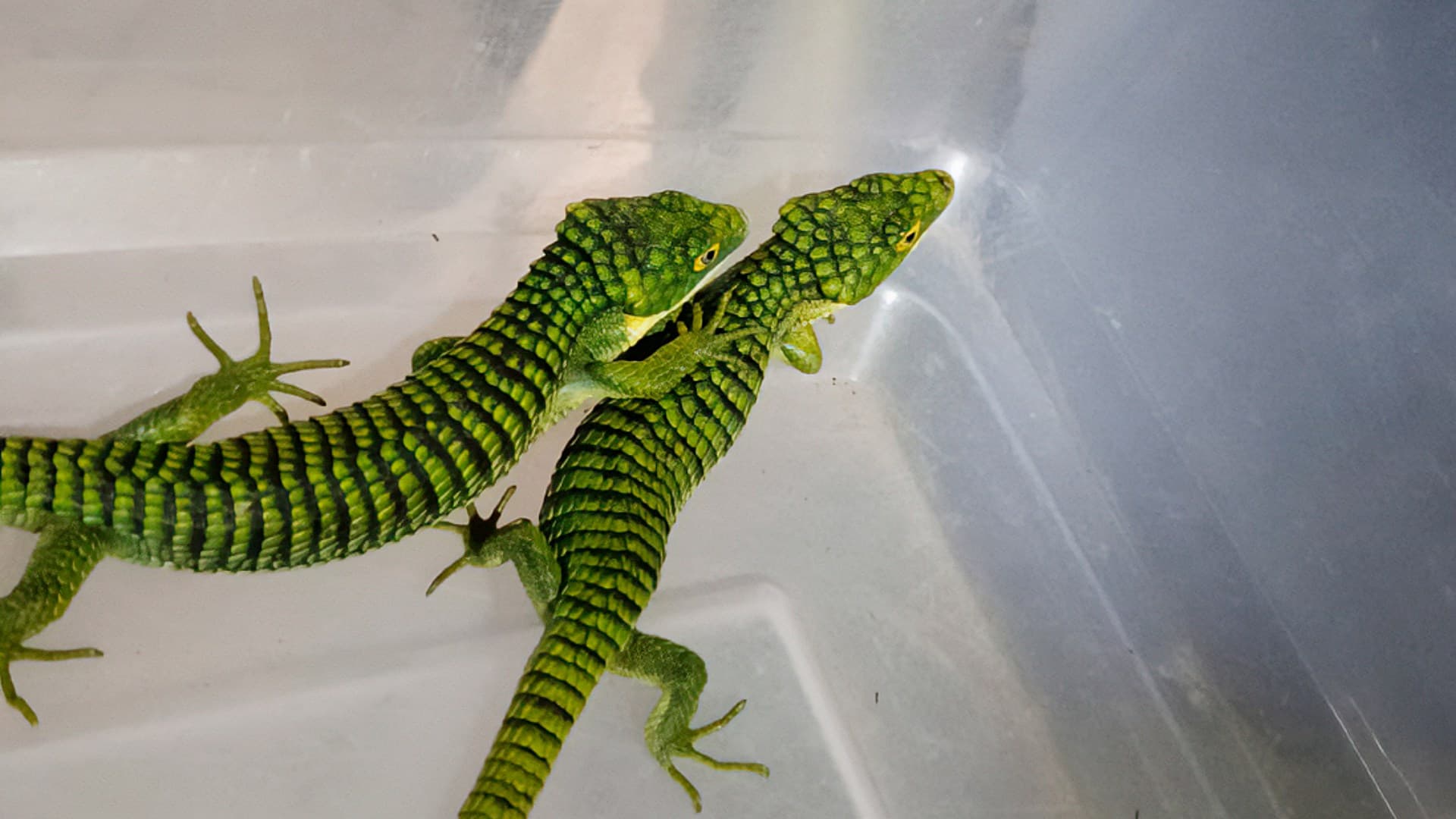 Ejemplares de dragón mexicano rescatados en empresa de paquetería. Foto: Profepa