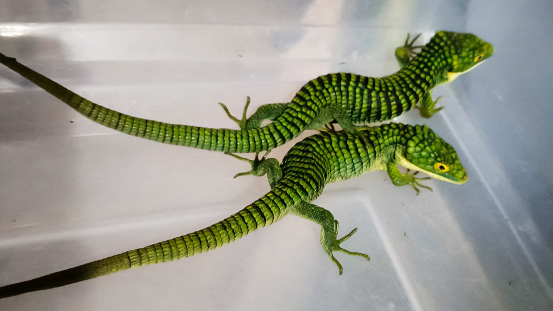 Dragones mexicanos asegurados en empresa de paquetería en CDMX. Foto: Profepa