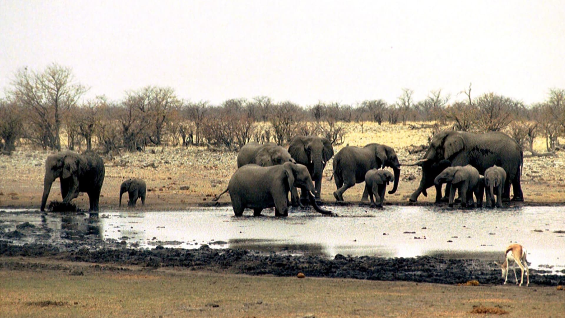 Los elefantes han sido hallados sin vida en un famoso ecosistema de Amboseli, Kenia