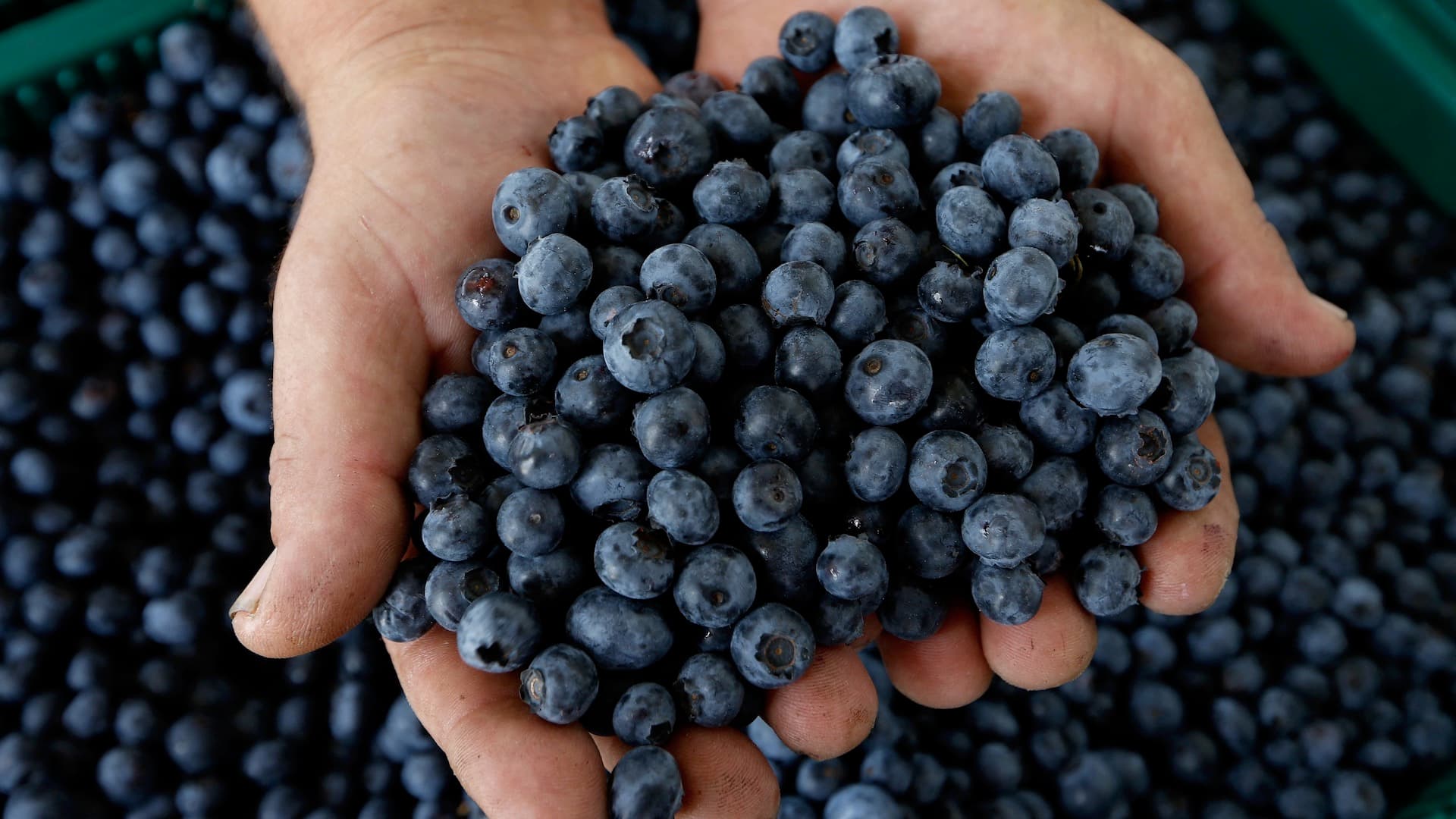 Blueberries